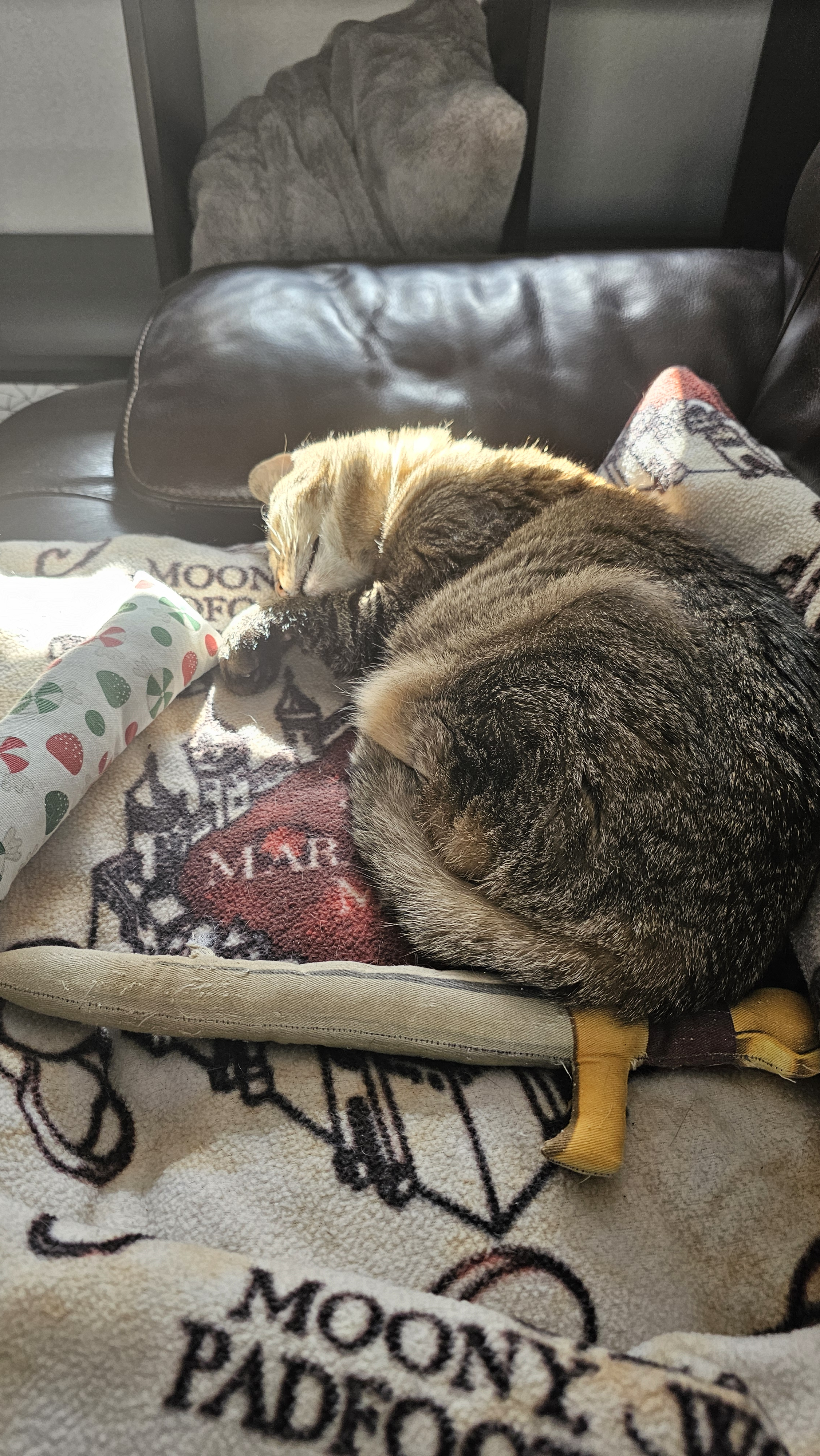 user avatar image for Melanie