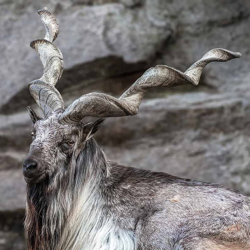 user avatar image for Morkislair