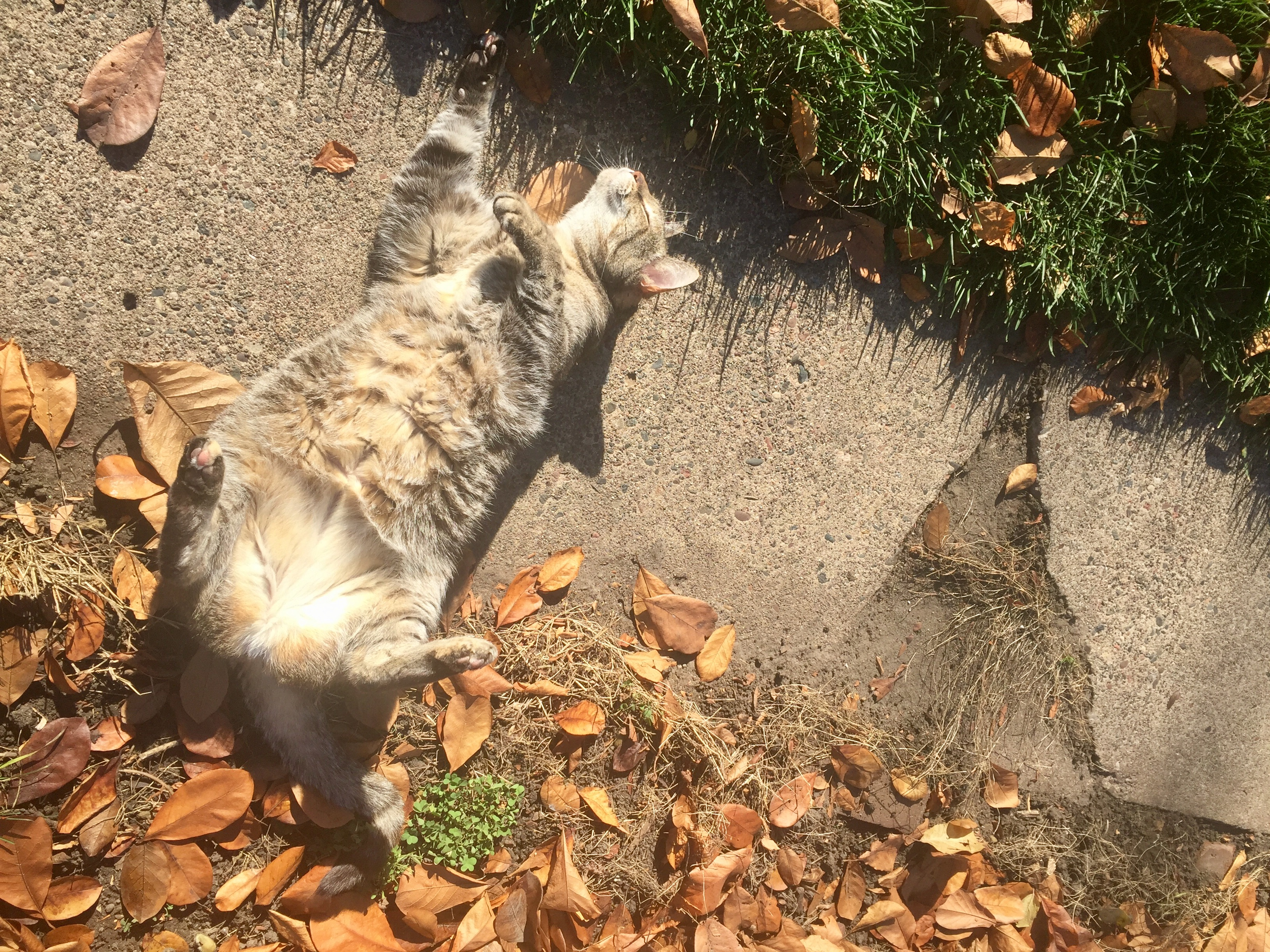 user avatar image for Rj