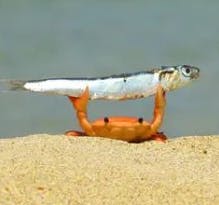 user avatar image for An Actual Moth