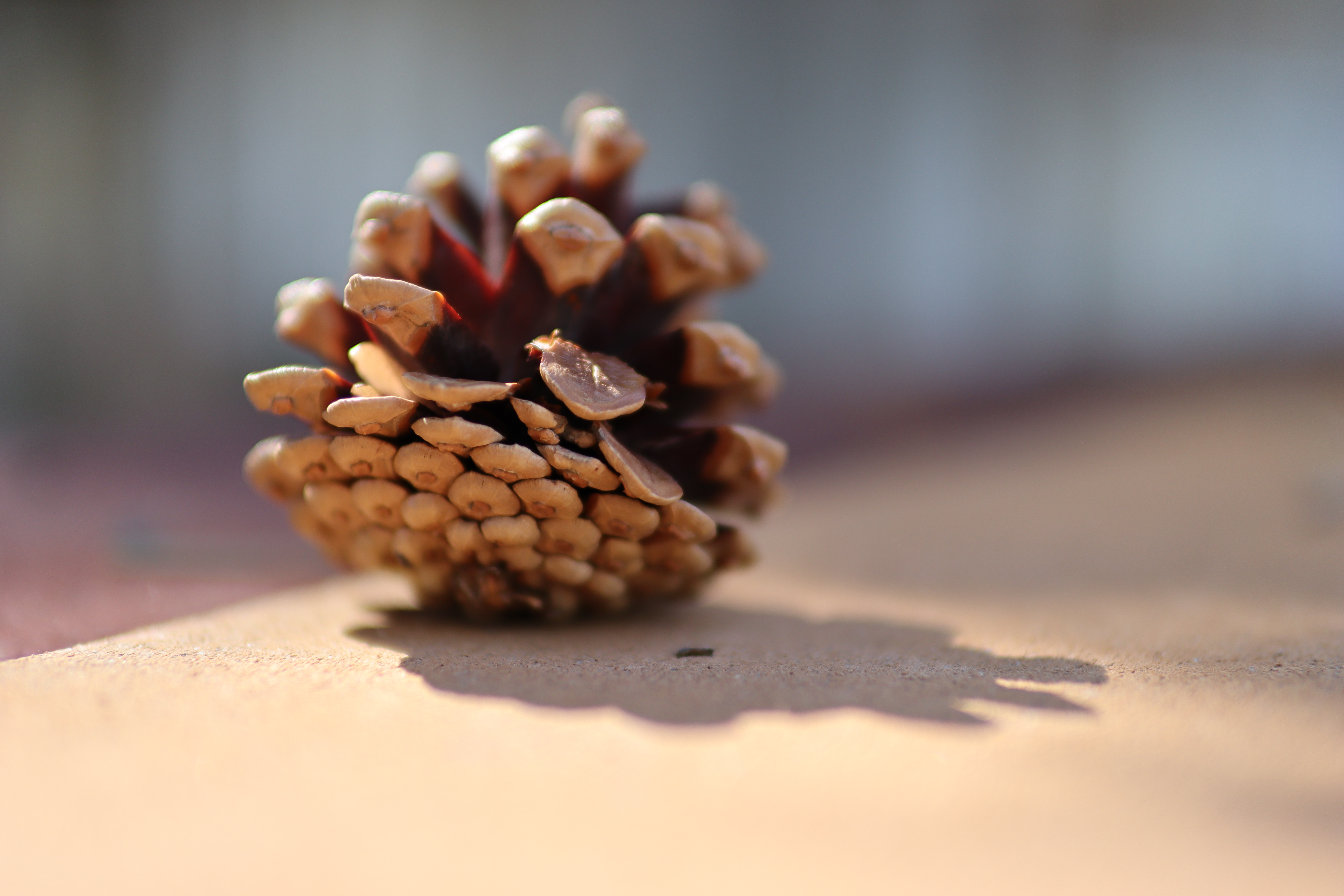 user avatar image for Peter Sprague