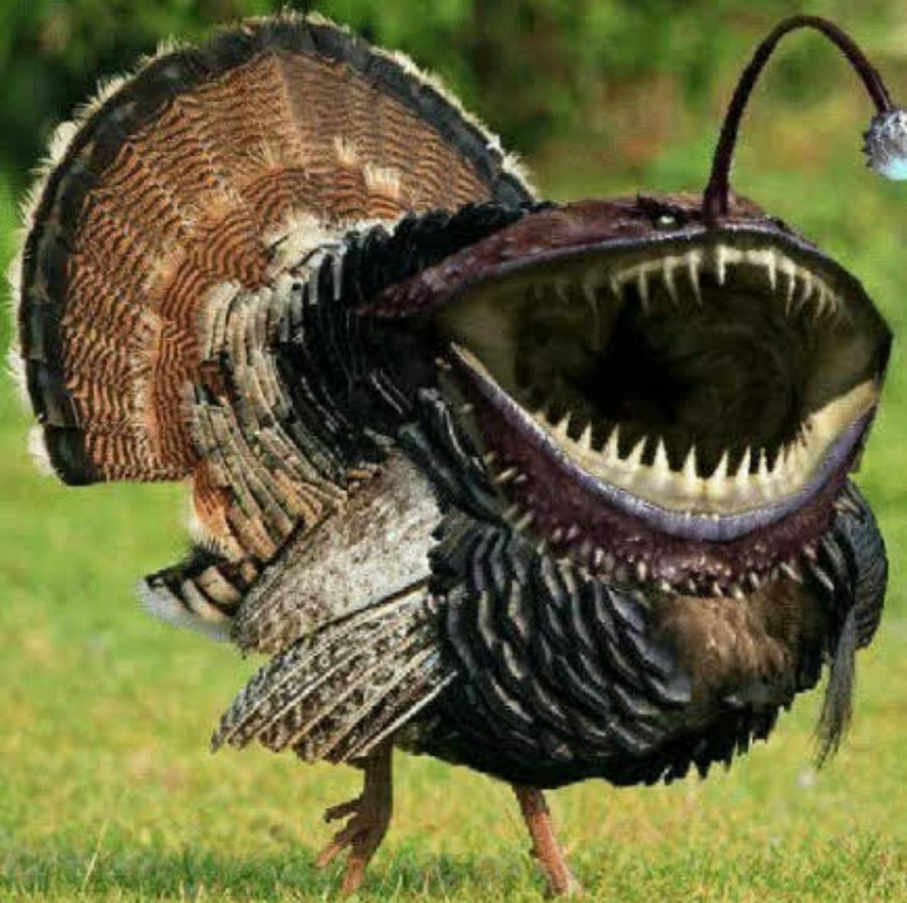 user avatar image for fishy ! ^_^