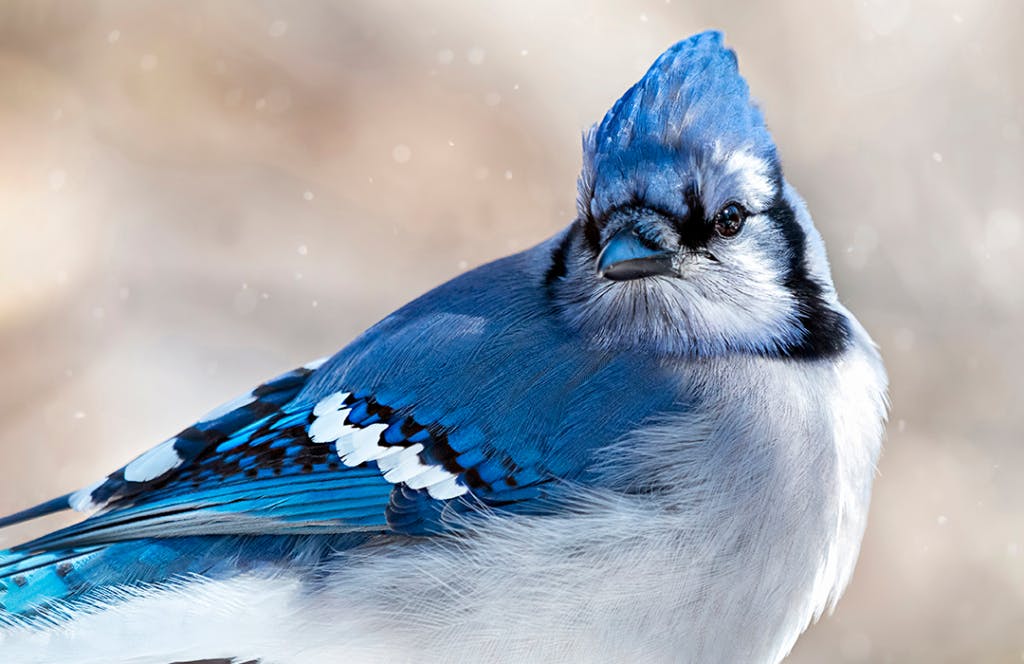 user avatar image for Anonymous Bluejay