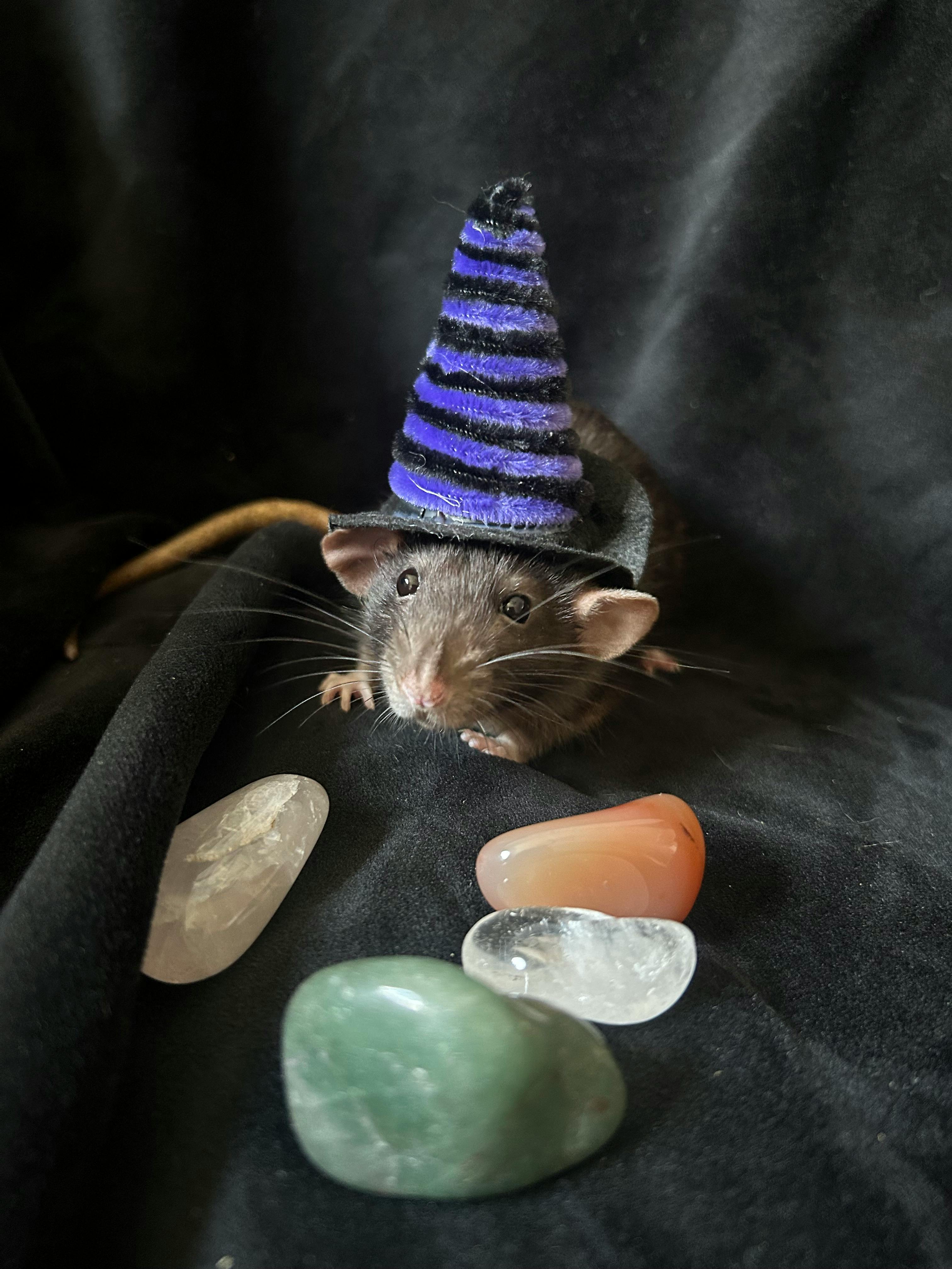 user avatar image for Saylor Wagner