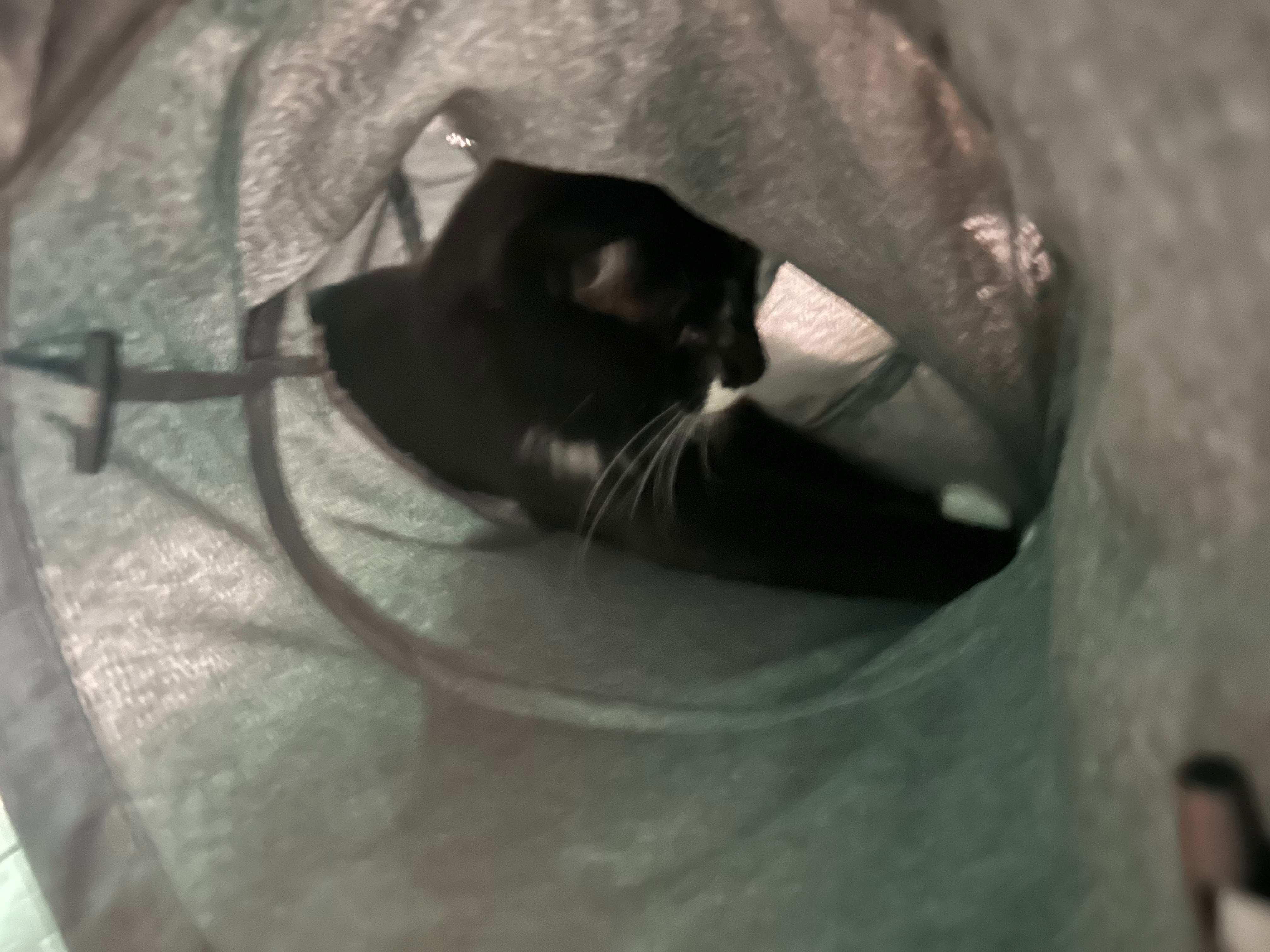 user avatar image for Ginnette