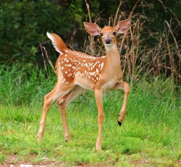 user avatar image for FireHazard