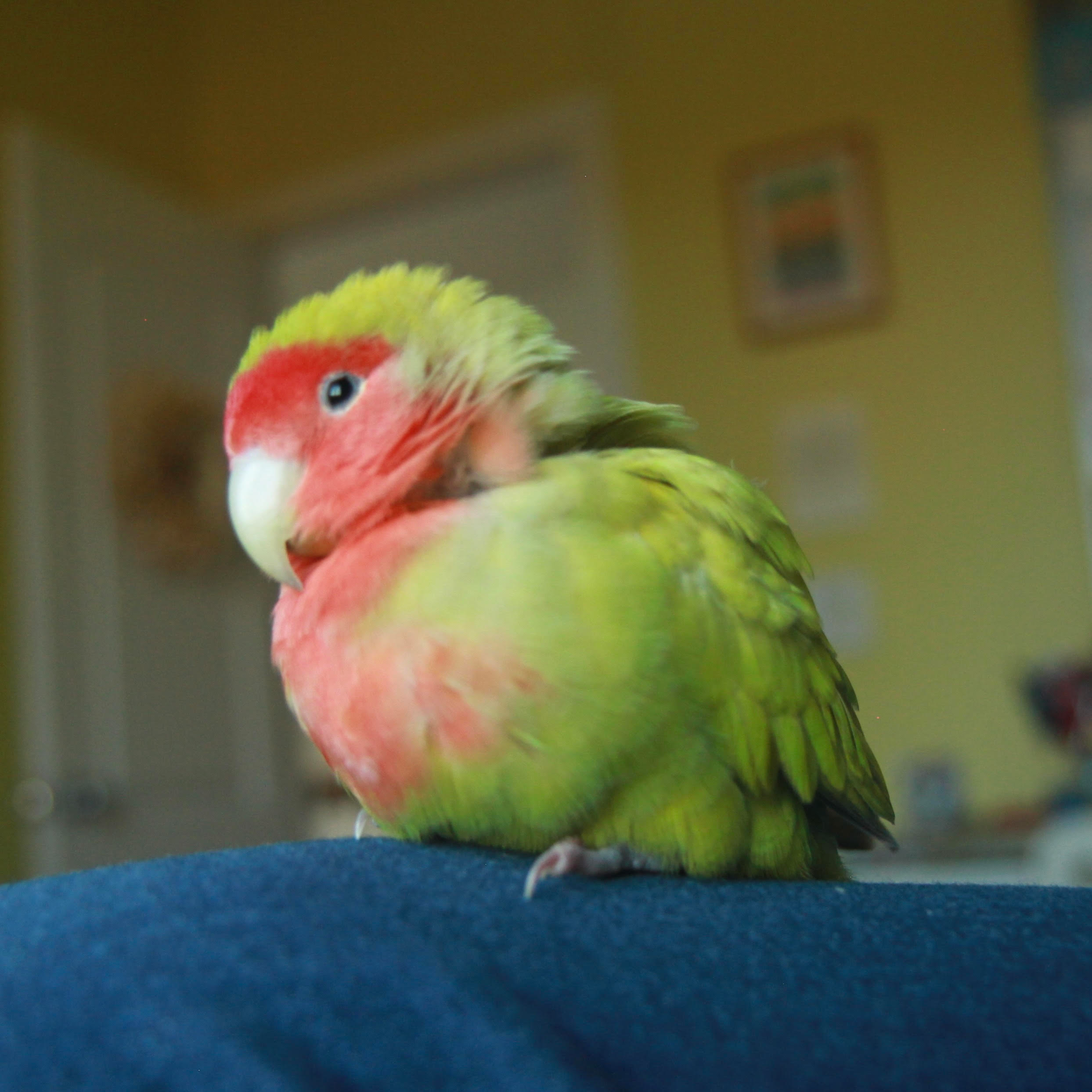 user avatar image for mirage