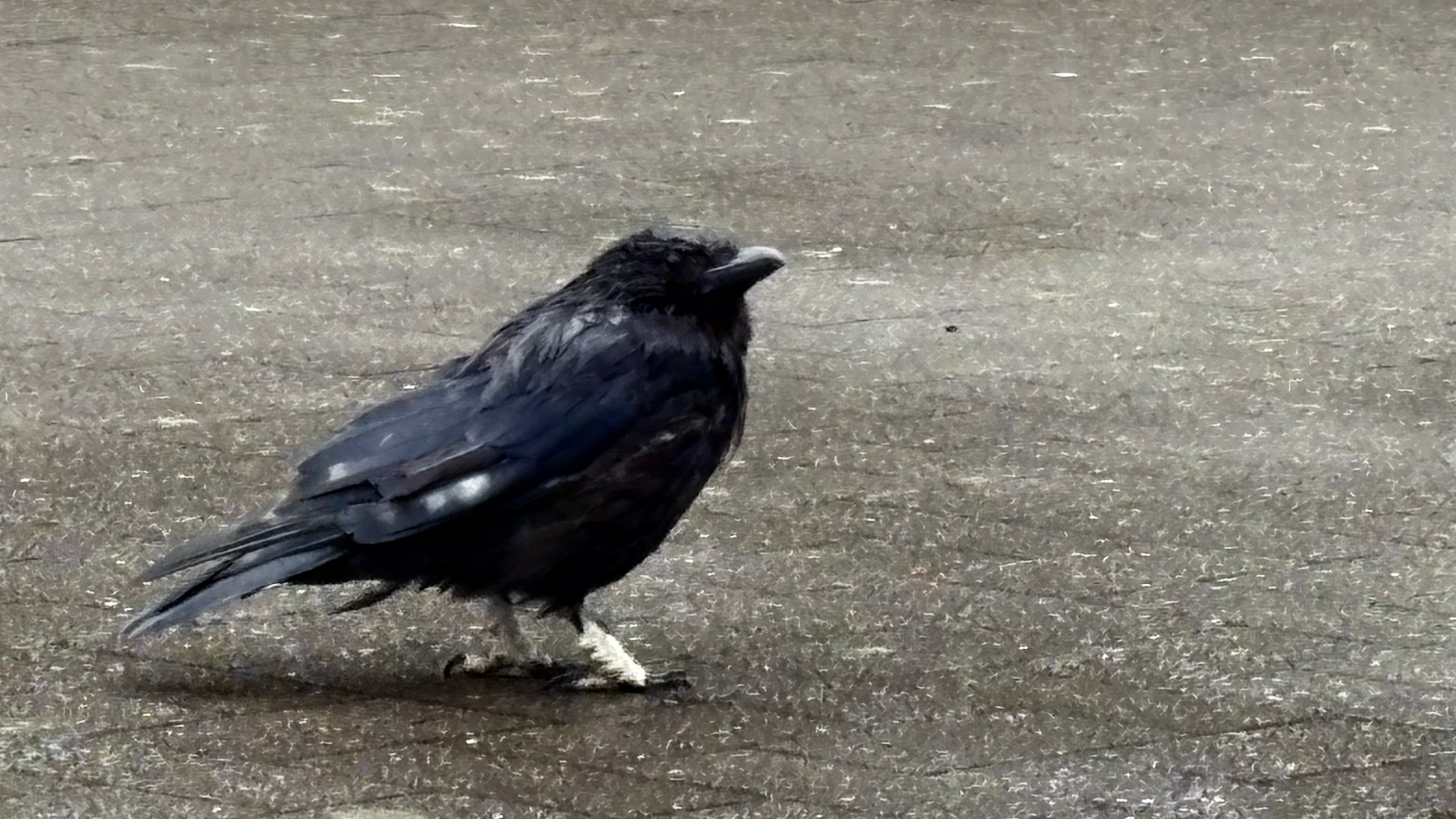 user avatar image for Brandon