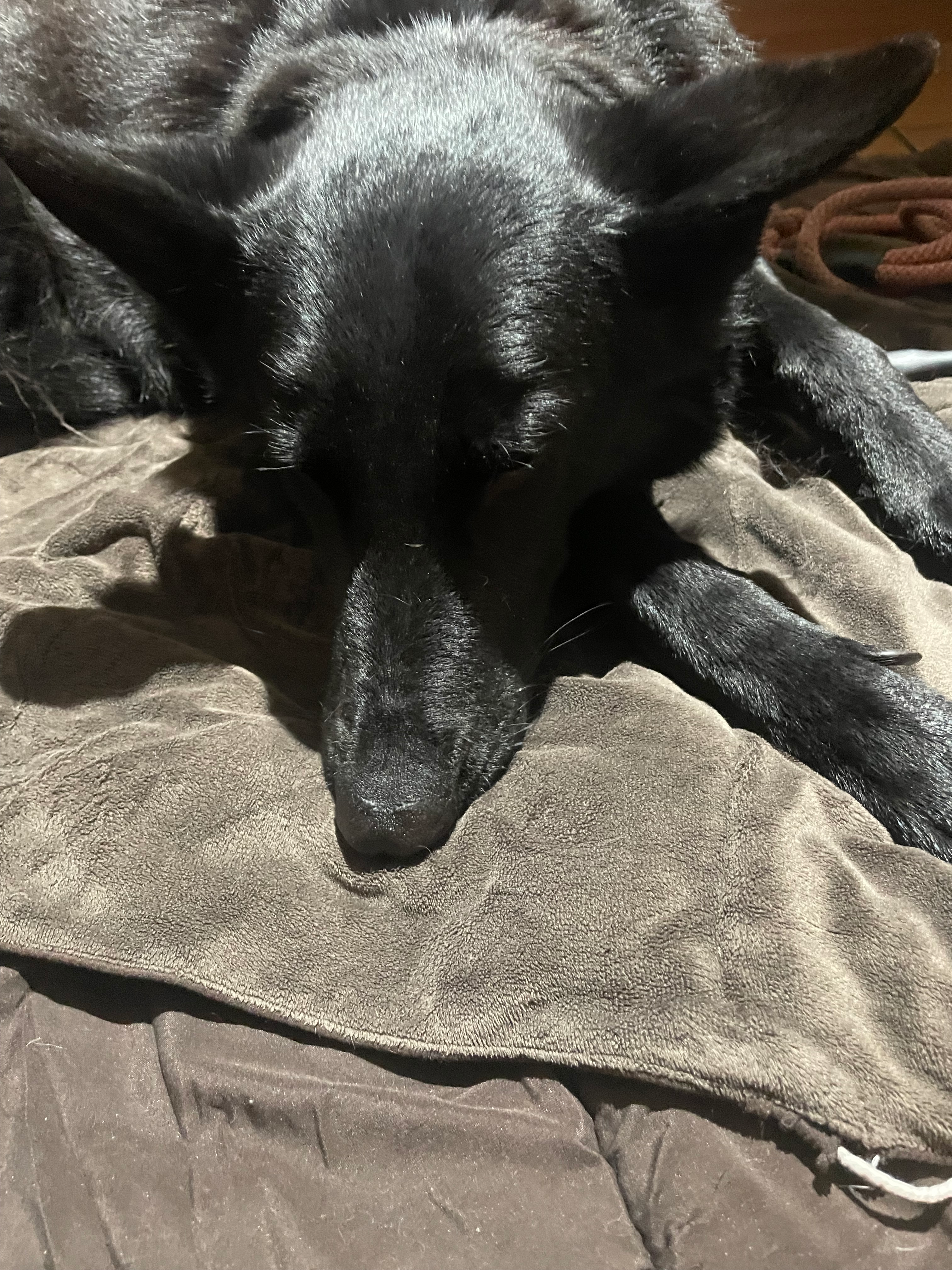 user avatar image for psdbny