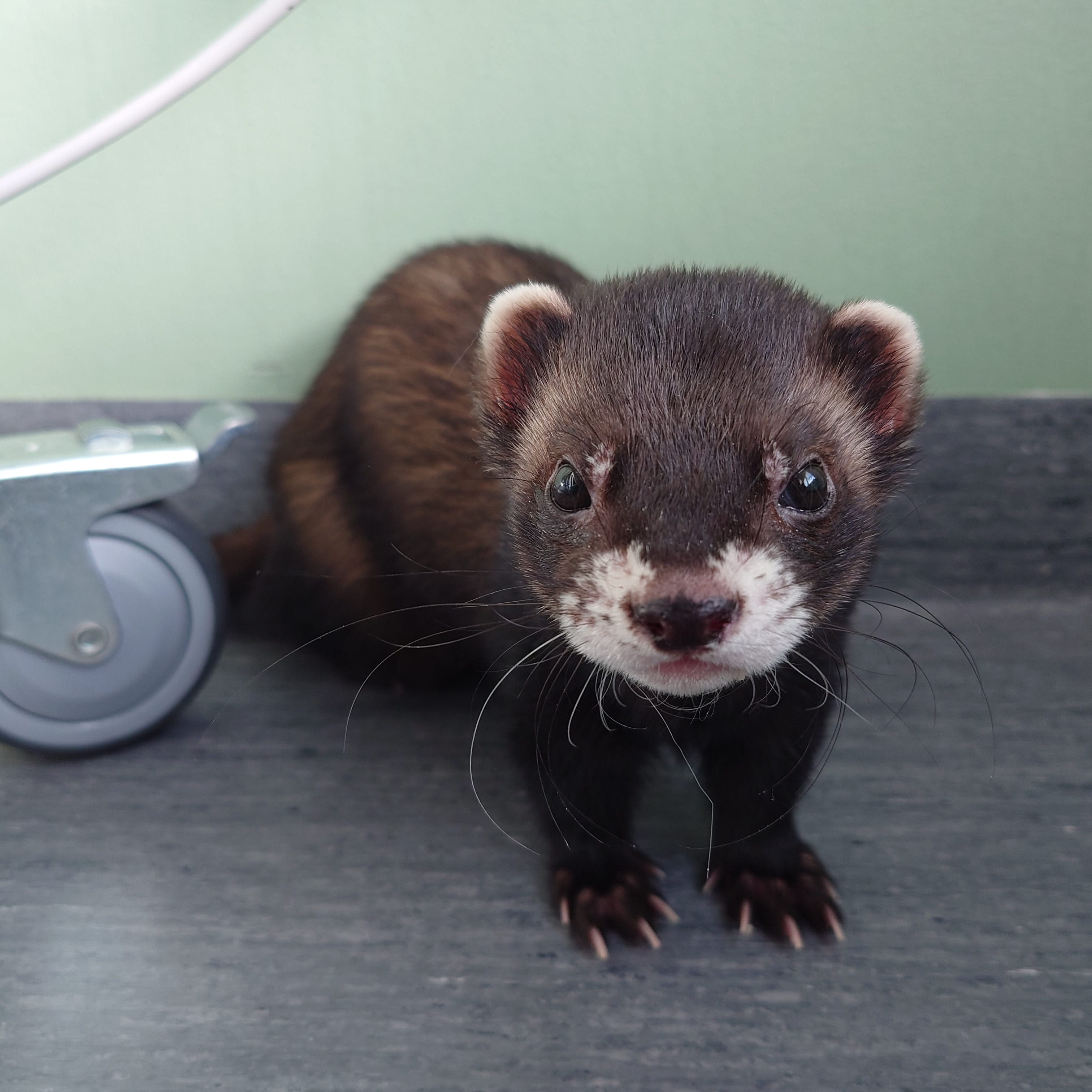 user avatar image for CrazyFettetGuy