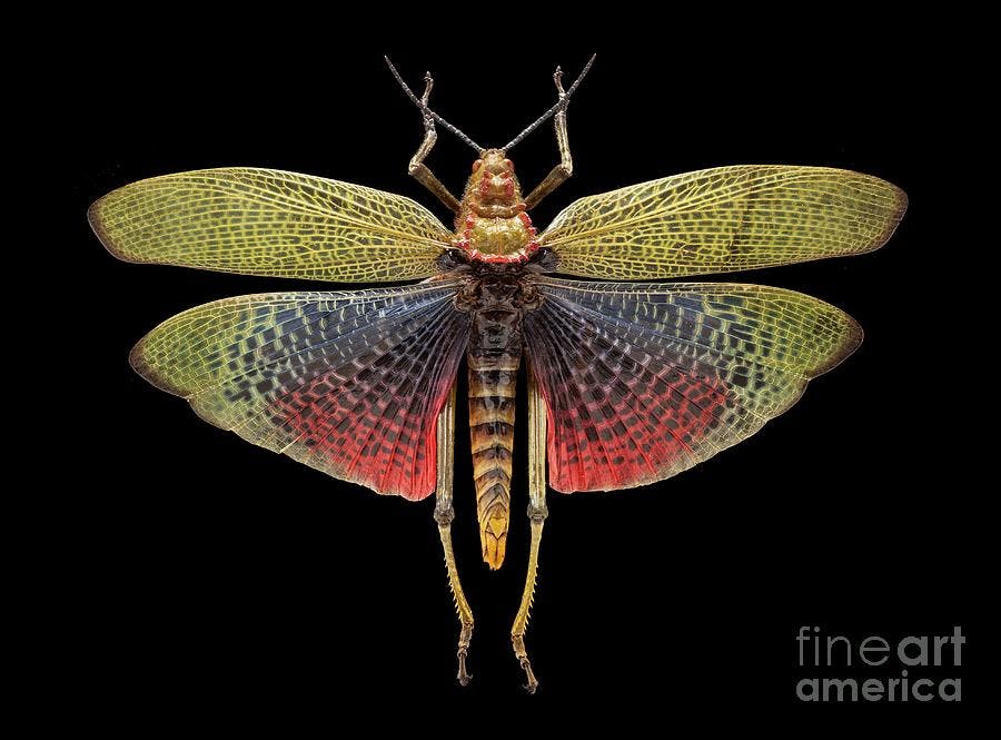 Green milkweed locust (African Bush Grasshopper)