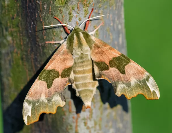 Big pins ~ maybe a Lime Hawk-Moth?