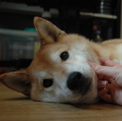 user avatar image for Luciel 