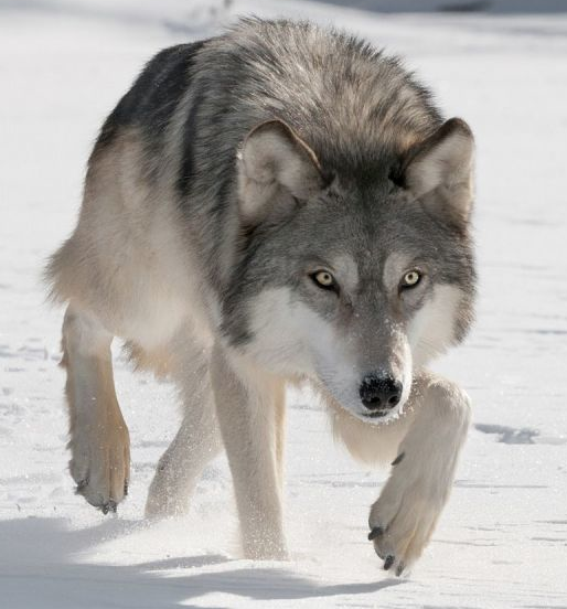 user avatar image for SteveK