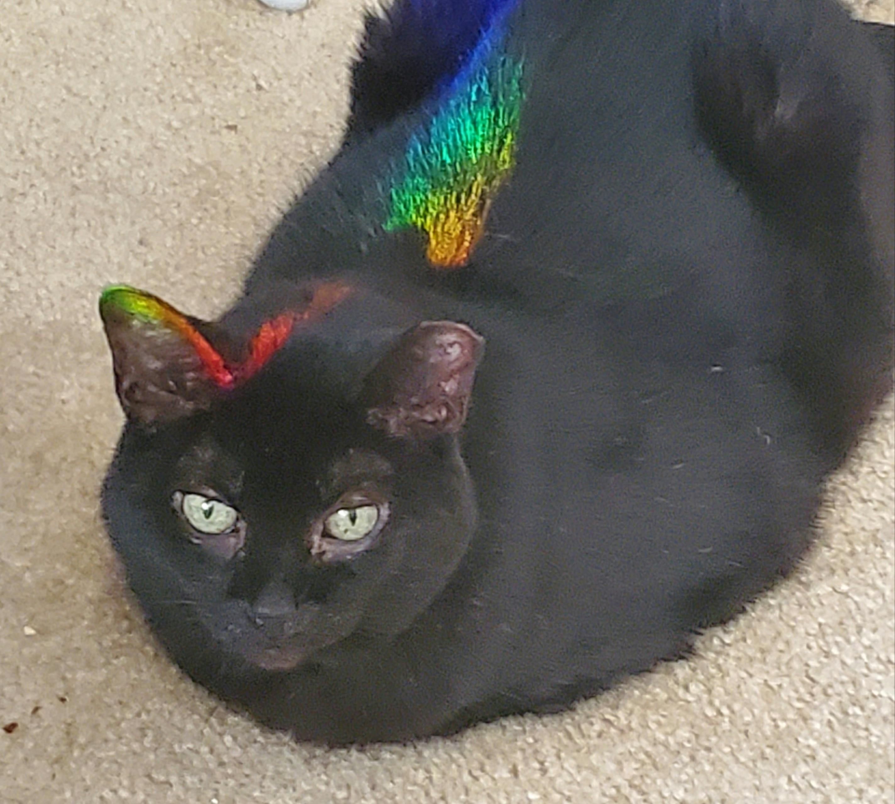 user avatar image for Euterpe Jones 