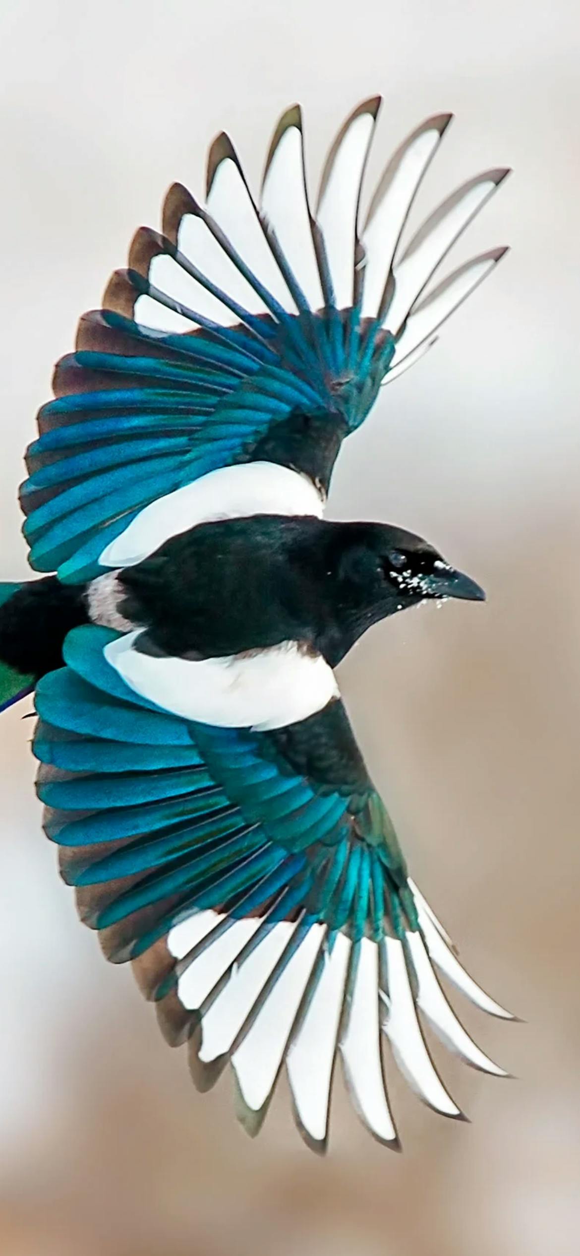 user avatar image for Griffox