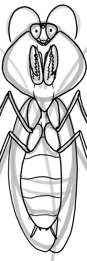 Peruvian Shield Mantis (Choeradodis rhombicollis)