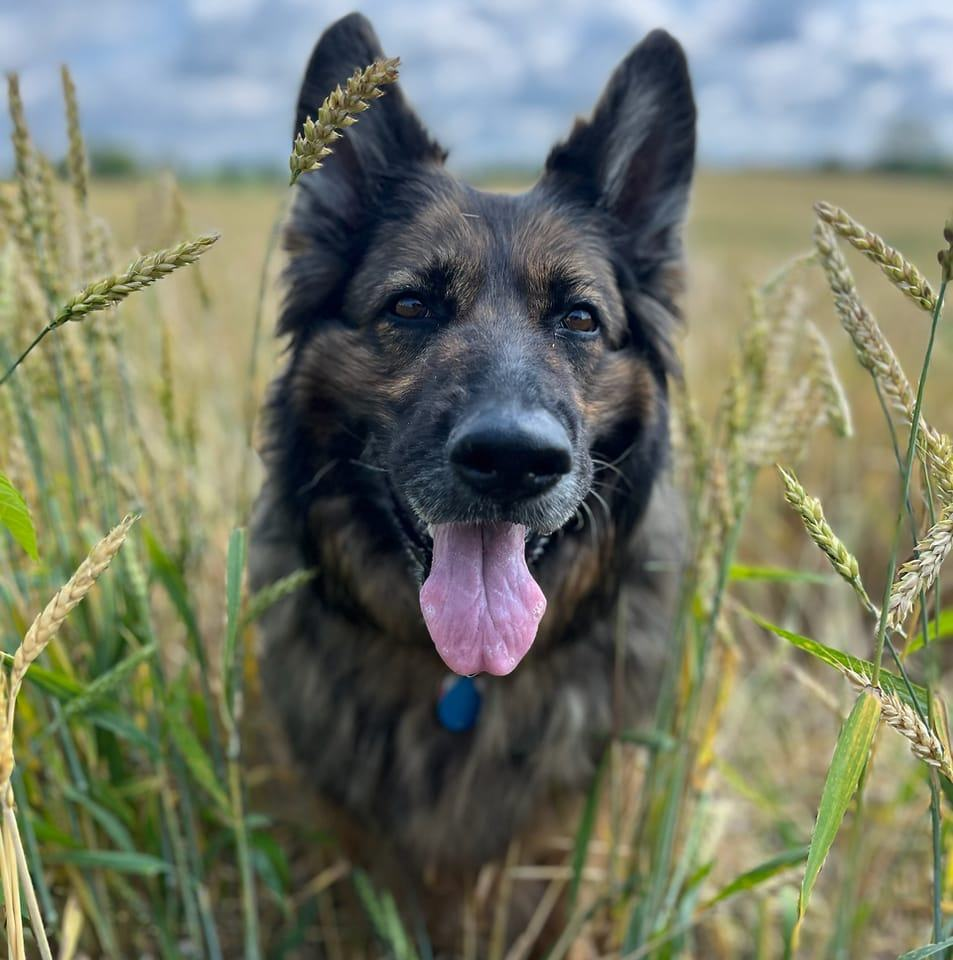 user avatar image for Sher