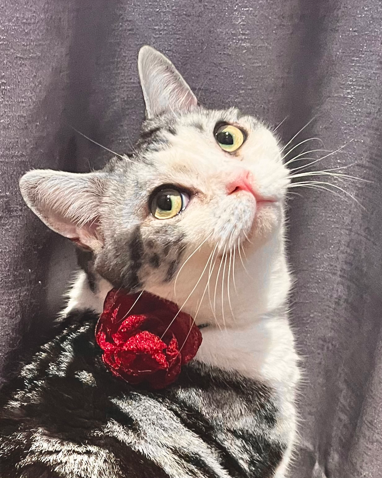 user avatar image for Calypti