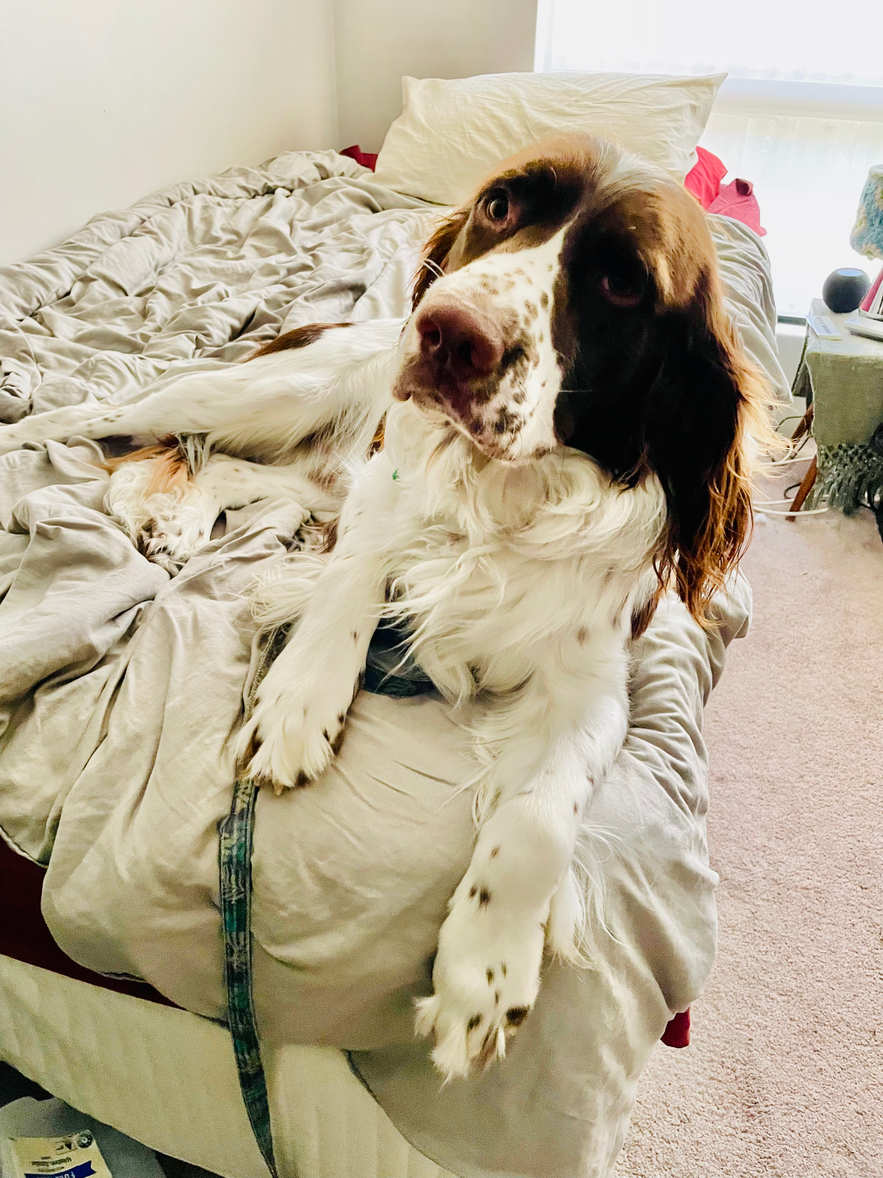 user avatar image for Alarcahu