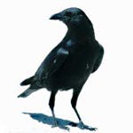 user avatar image for Brian Rooker