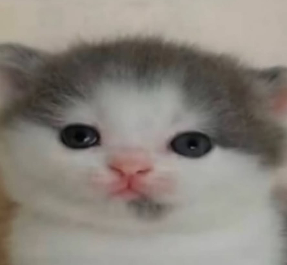 user avatar image for scouty