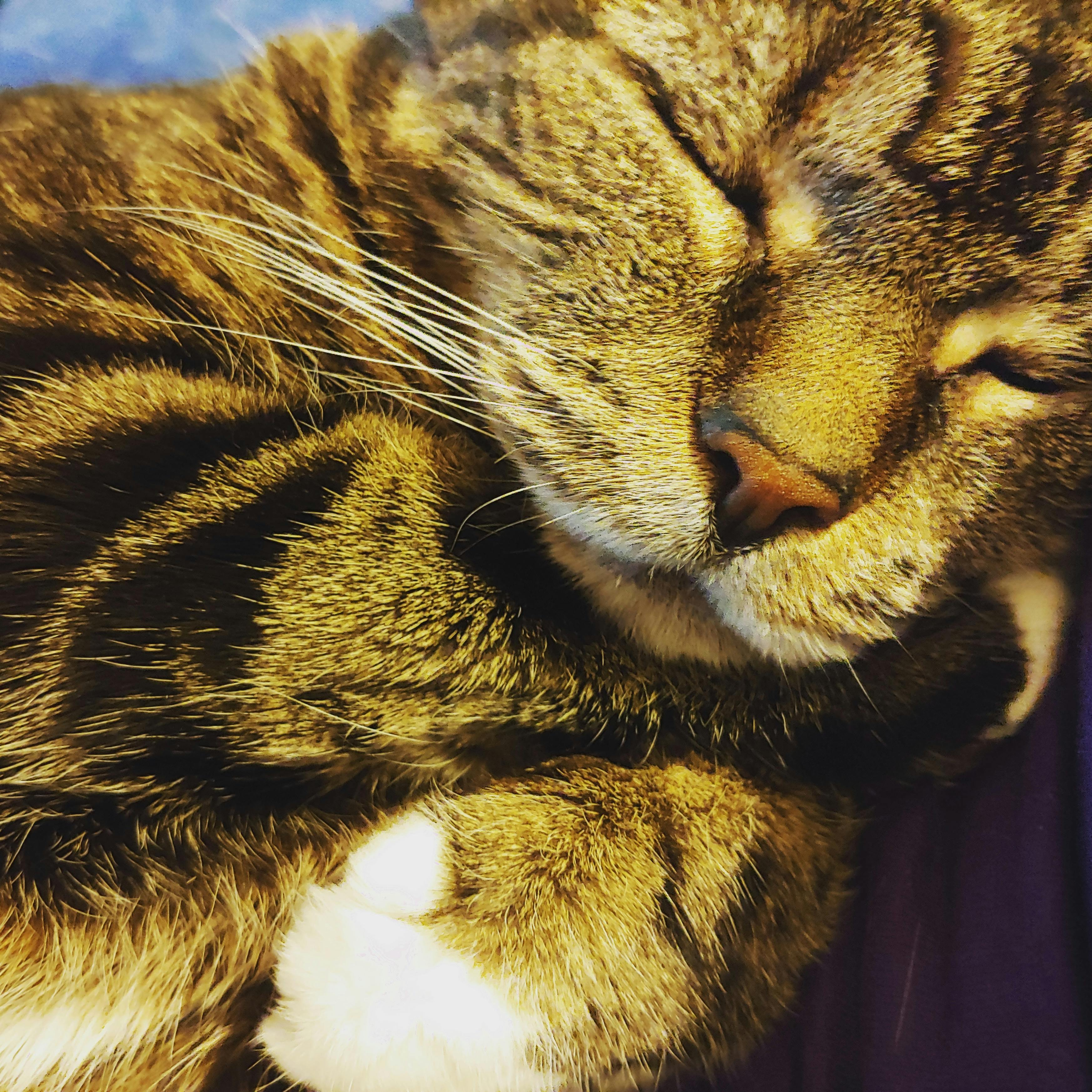 user avatar image for animalcrazed1024