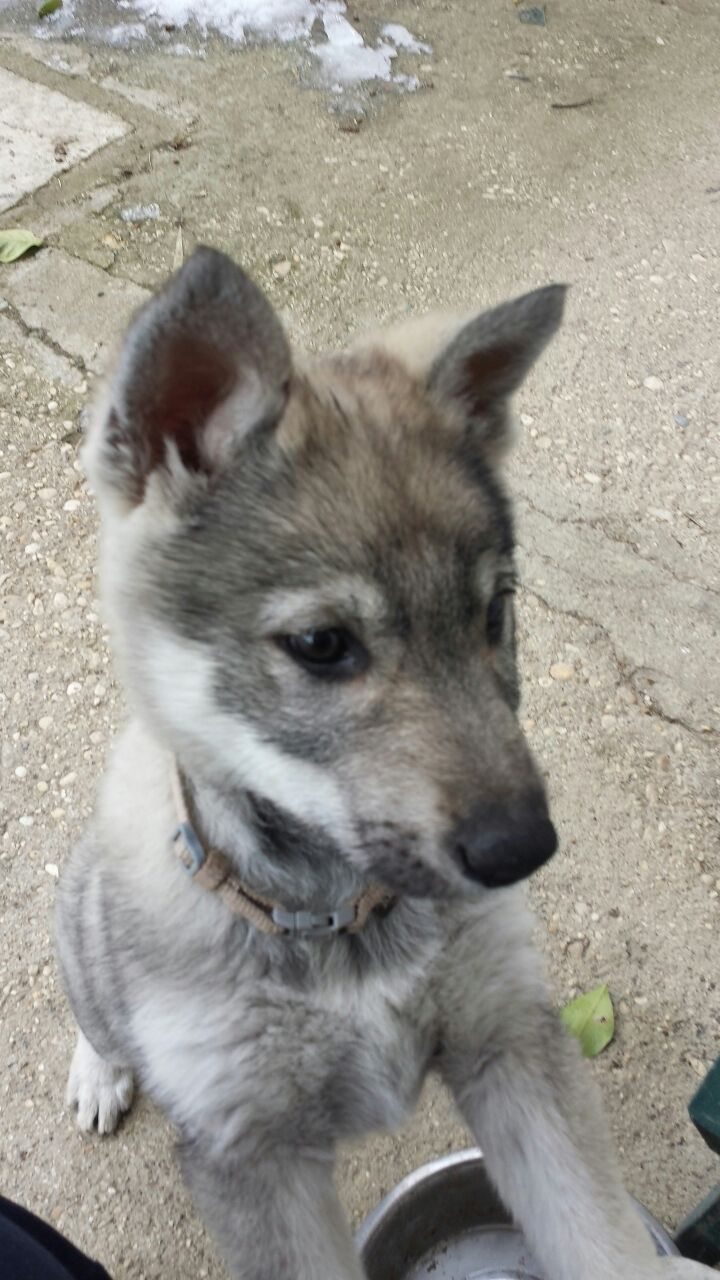 user avatar image for Linuz