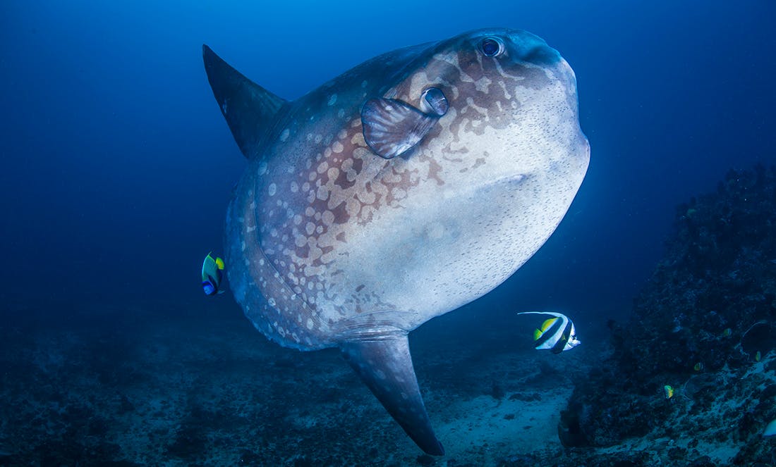 Mola Mola (sunfish)