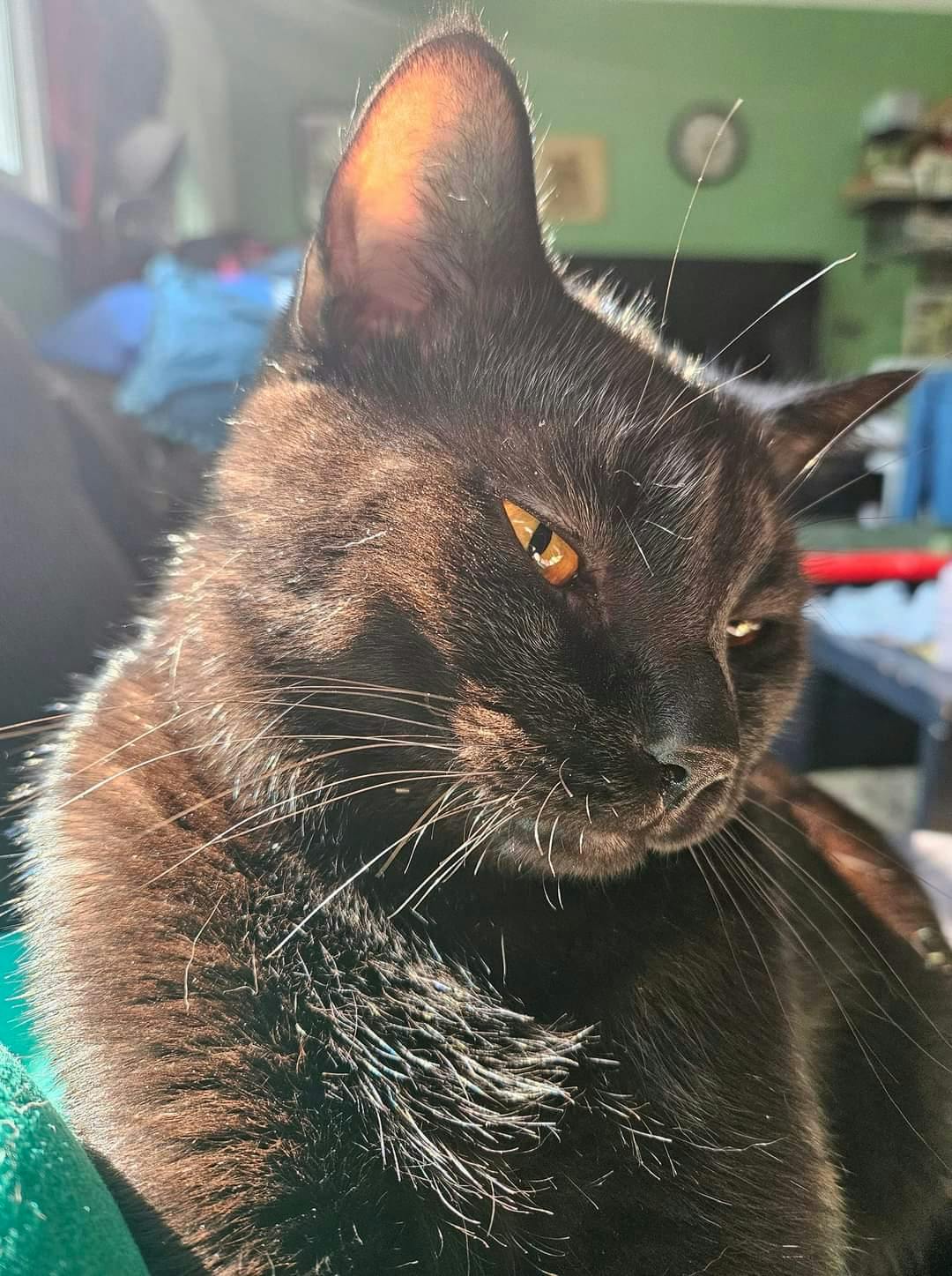 user avatar image for Calyx