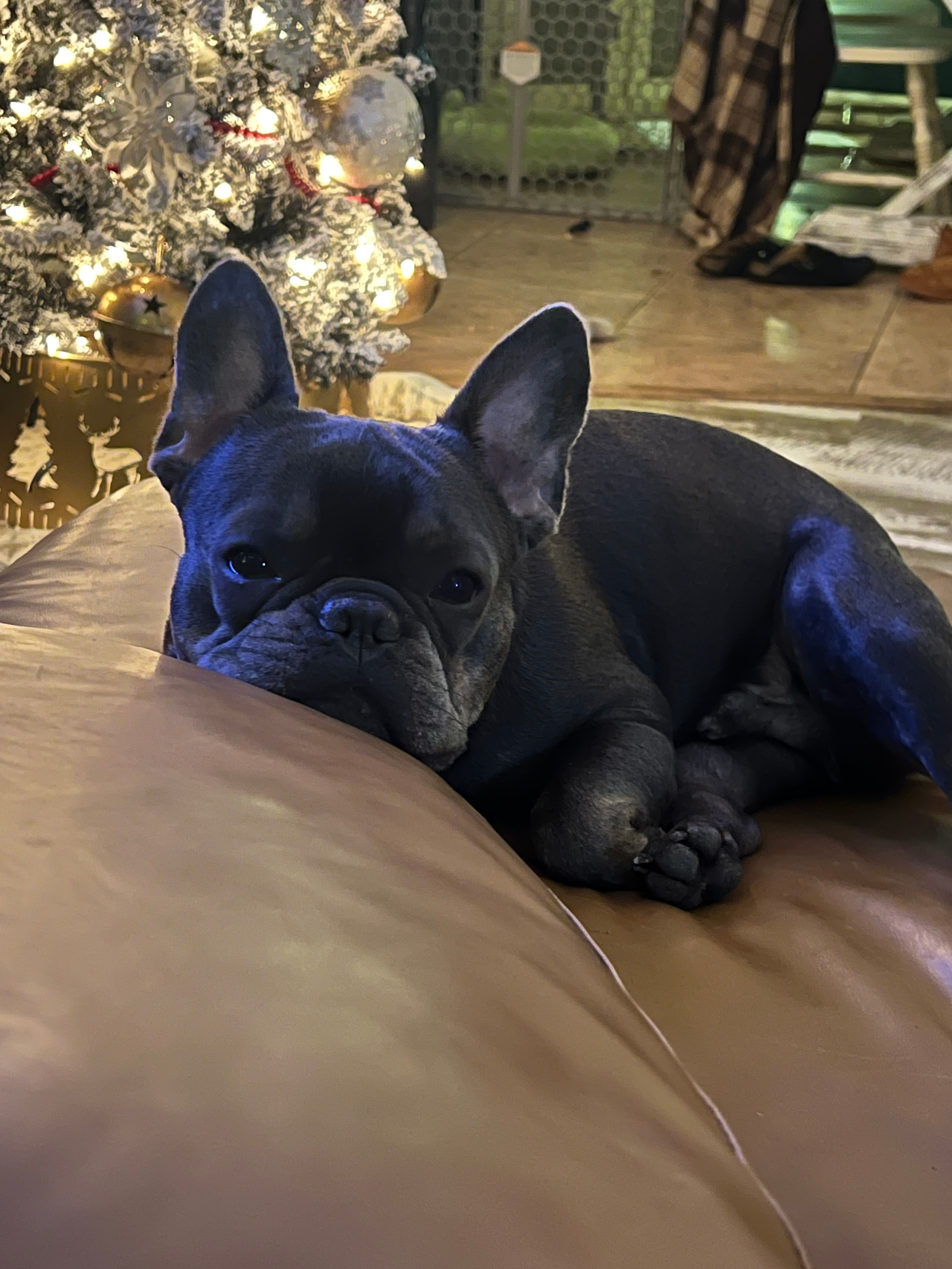 user avatar image for Brant