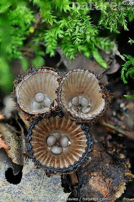 Fluted Bird's Nest