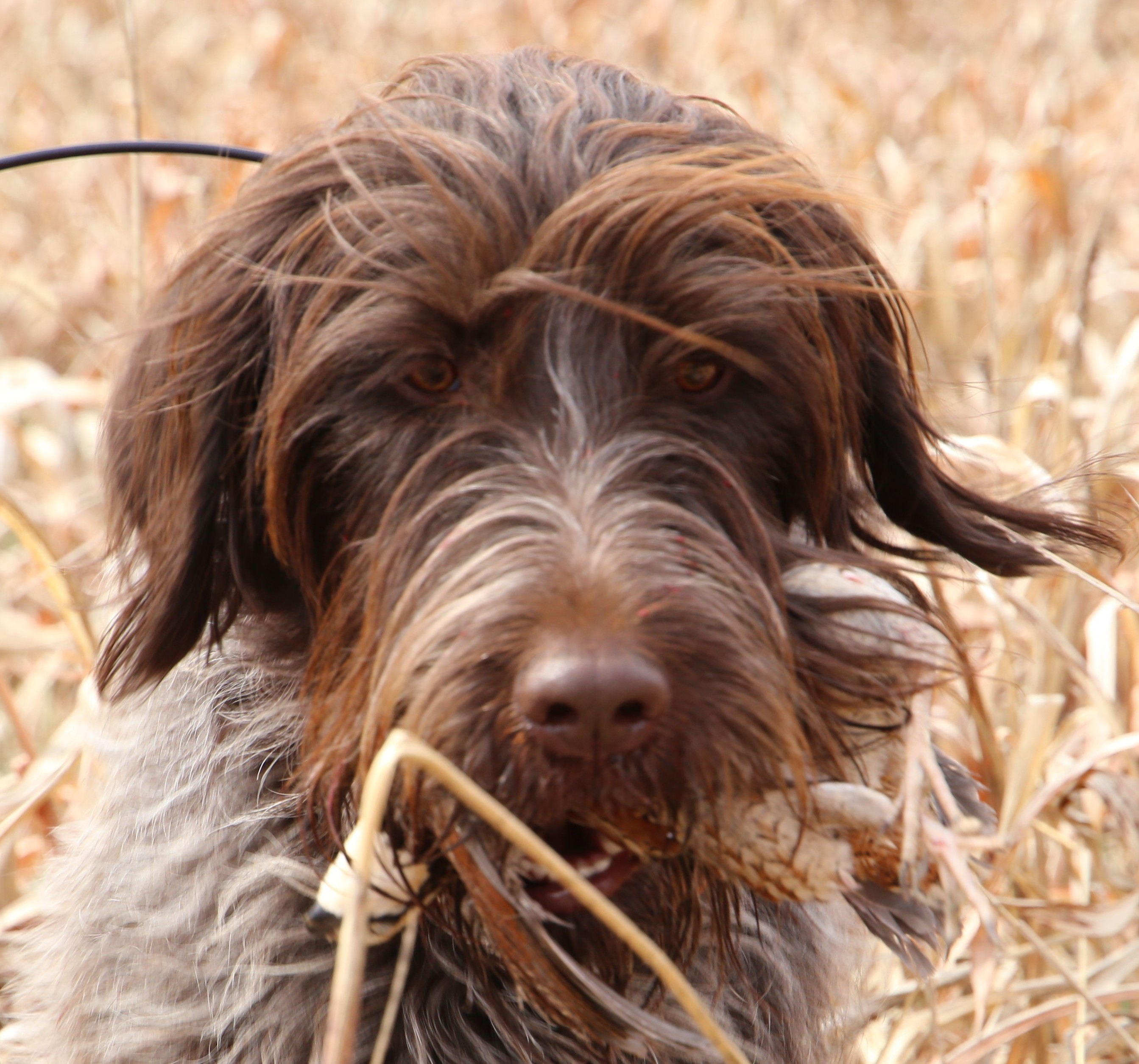 user avatar image for RompsWithGriffs