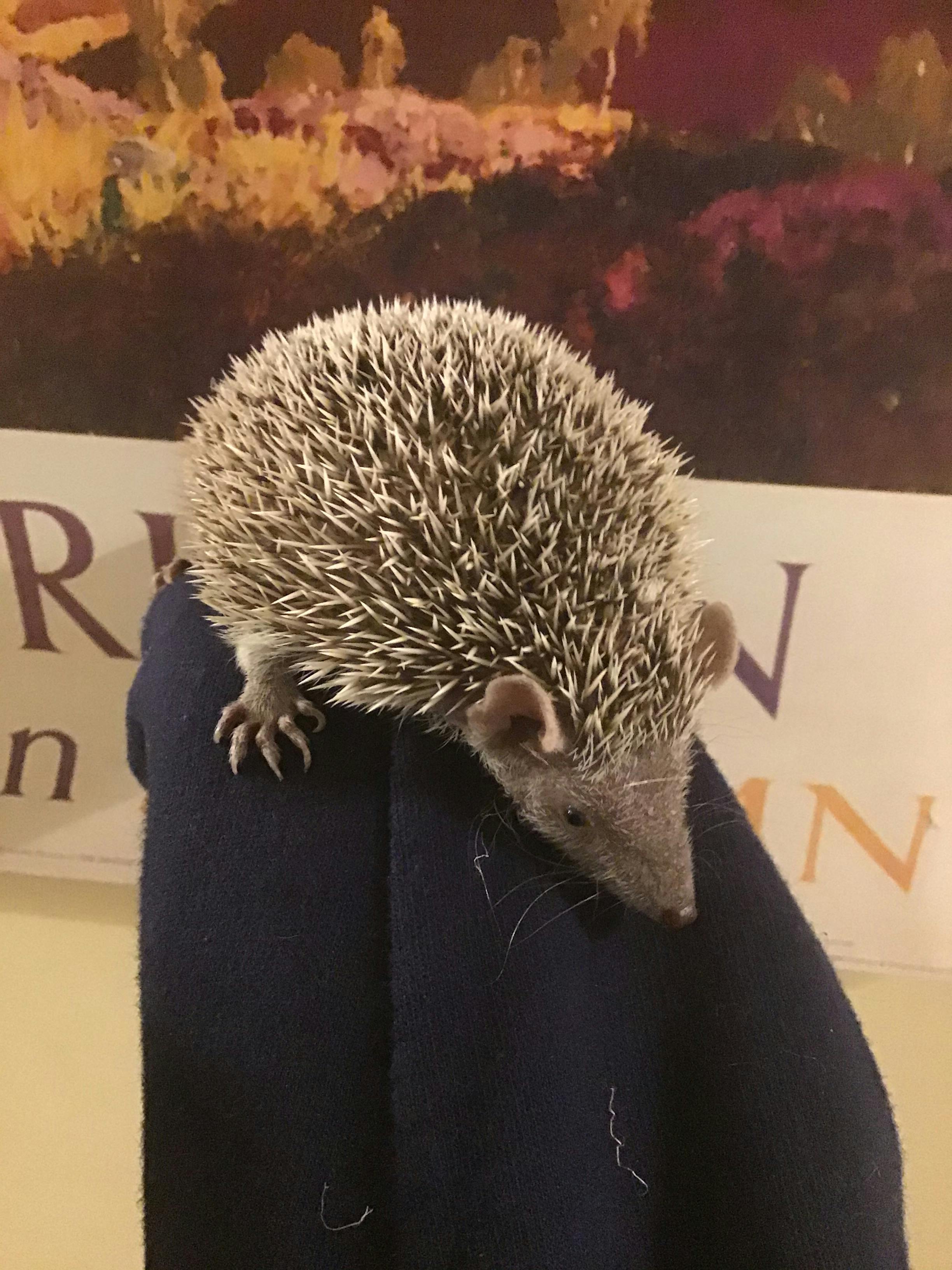 user avatar image for Mero