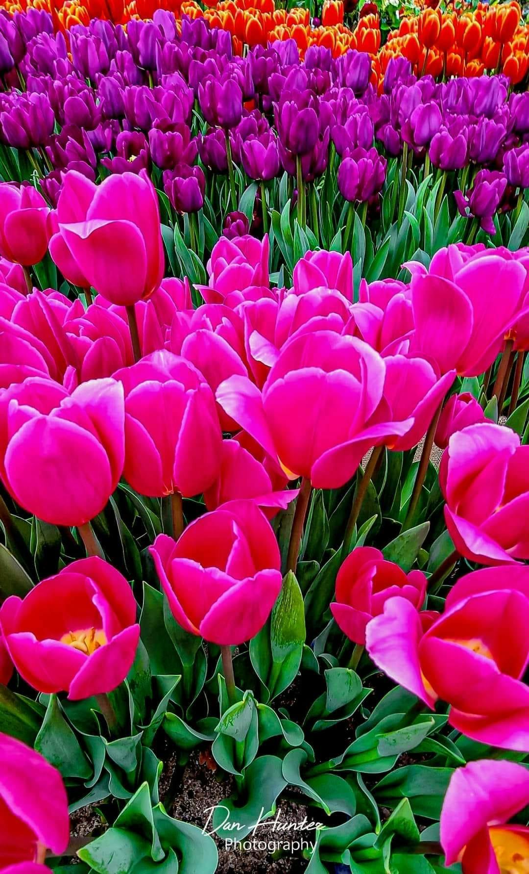 user avatar image for N