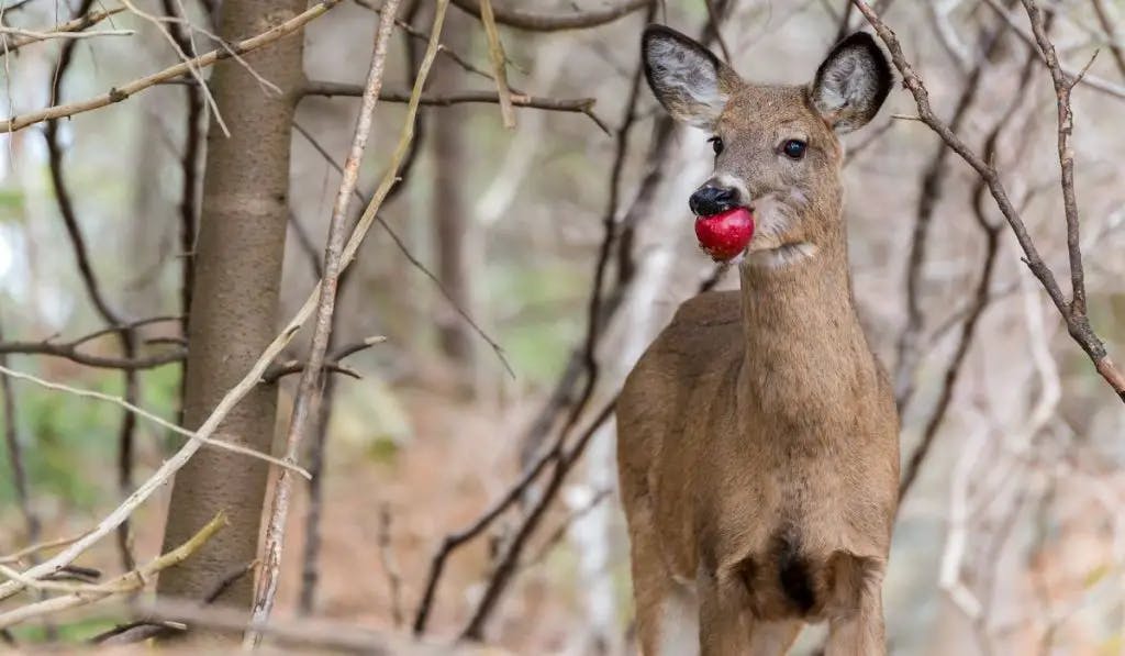 user avatar image for Dio9sys