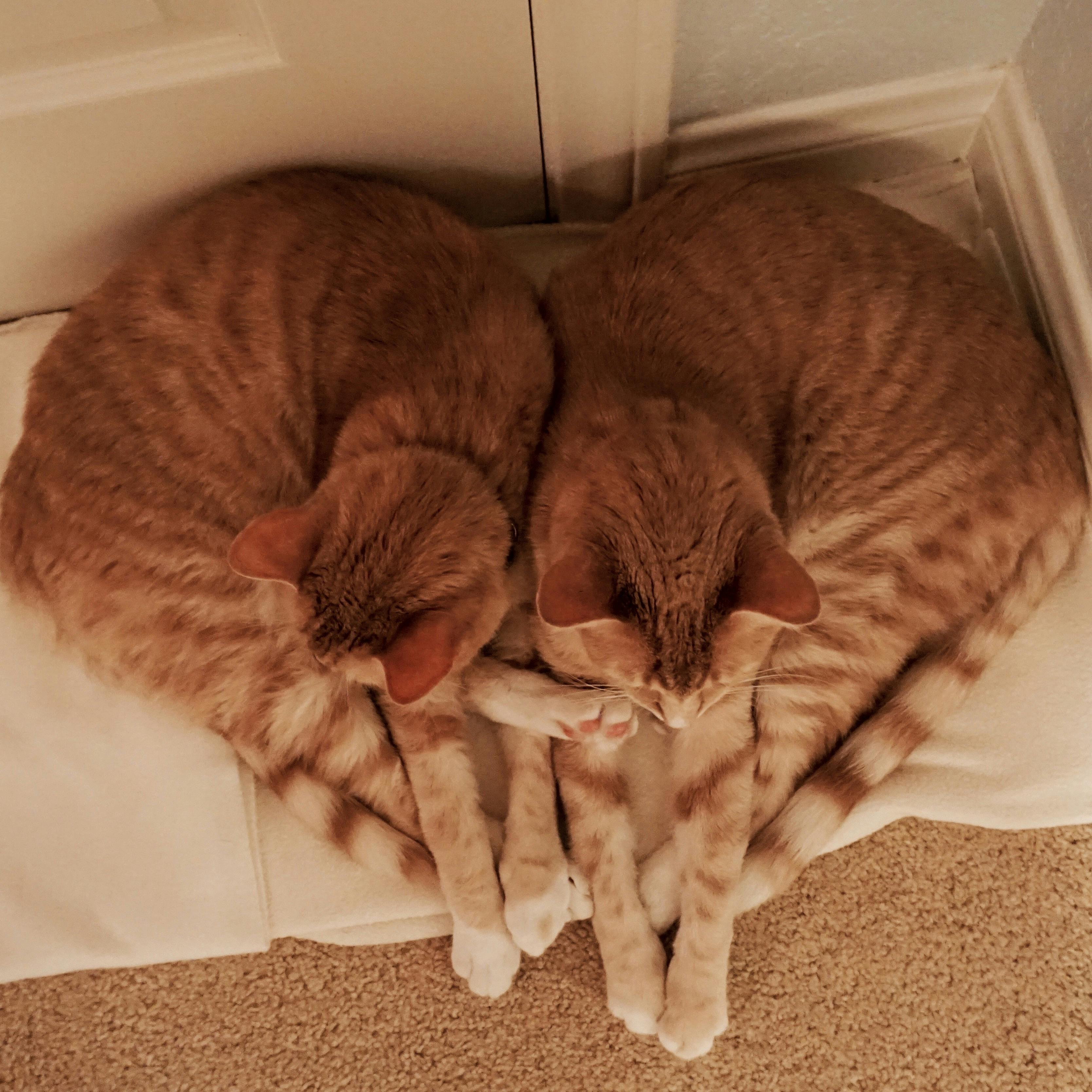 user avatar image for momo313