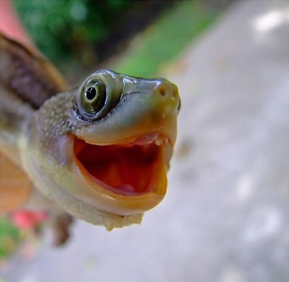 user avatar image for Marine Turtle