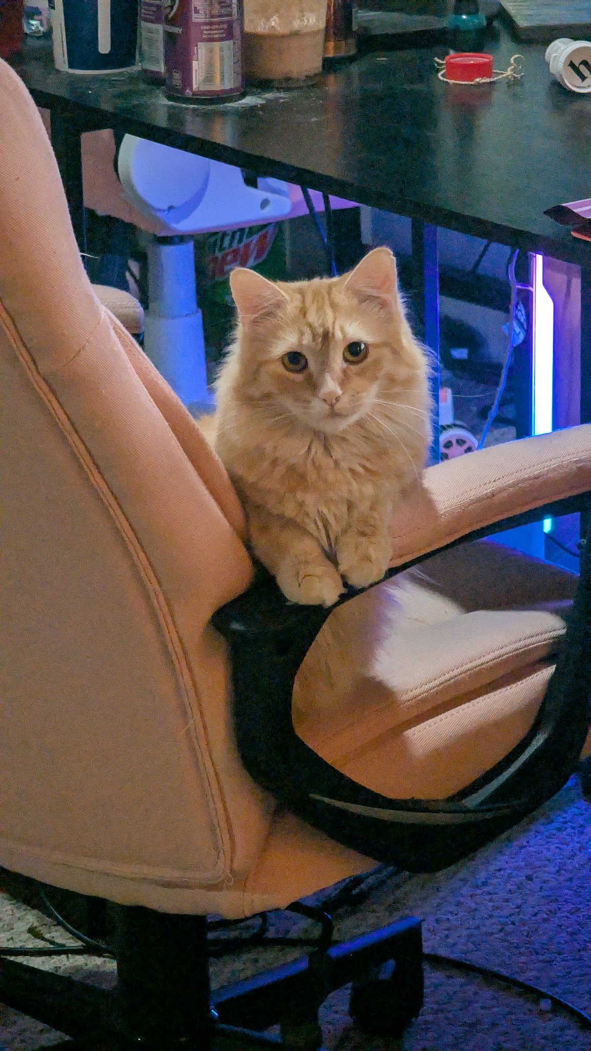 user avatar image for Kolette Cosma