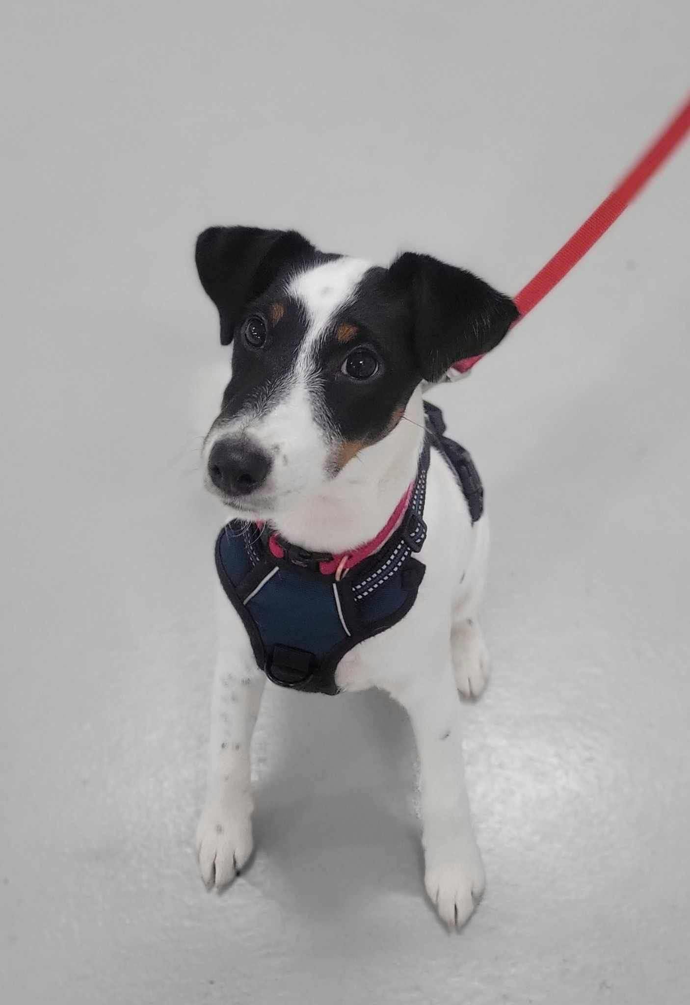  An adorable smooth hair fox terrier, looking up at their off-camera owner, eyes filled with love. 