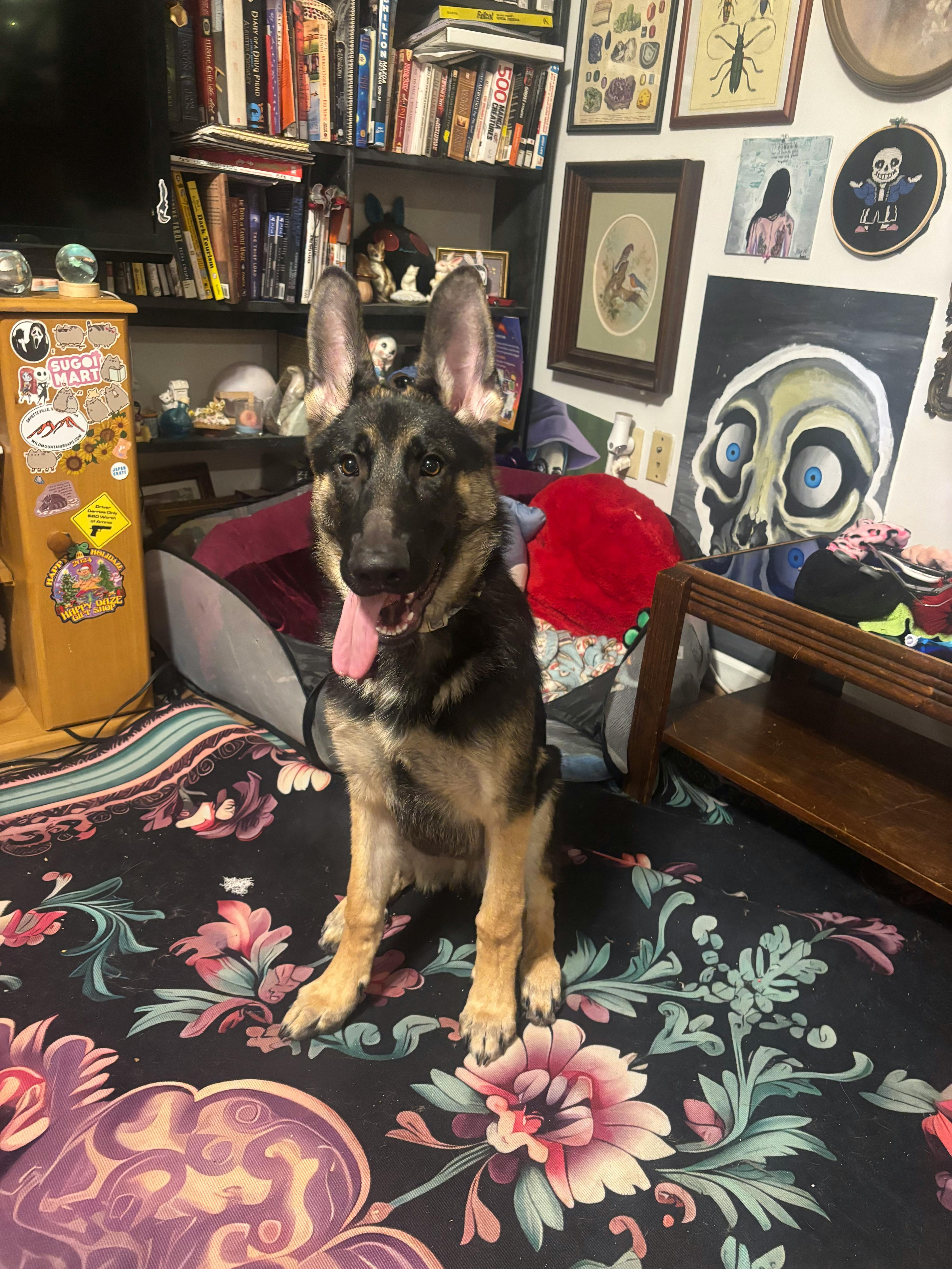 user avatar image for Shelby