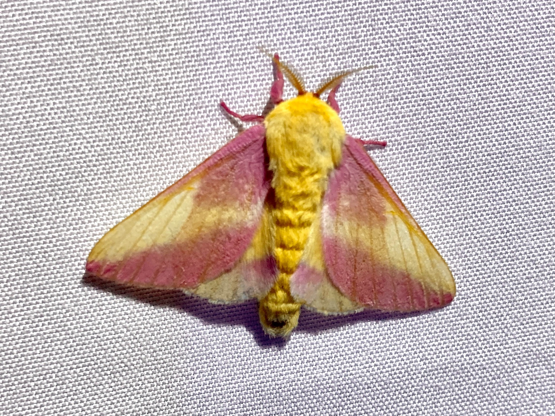 user avatar image for Chris G