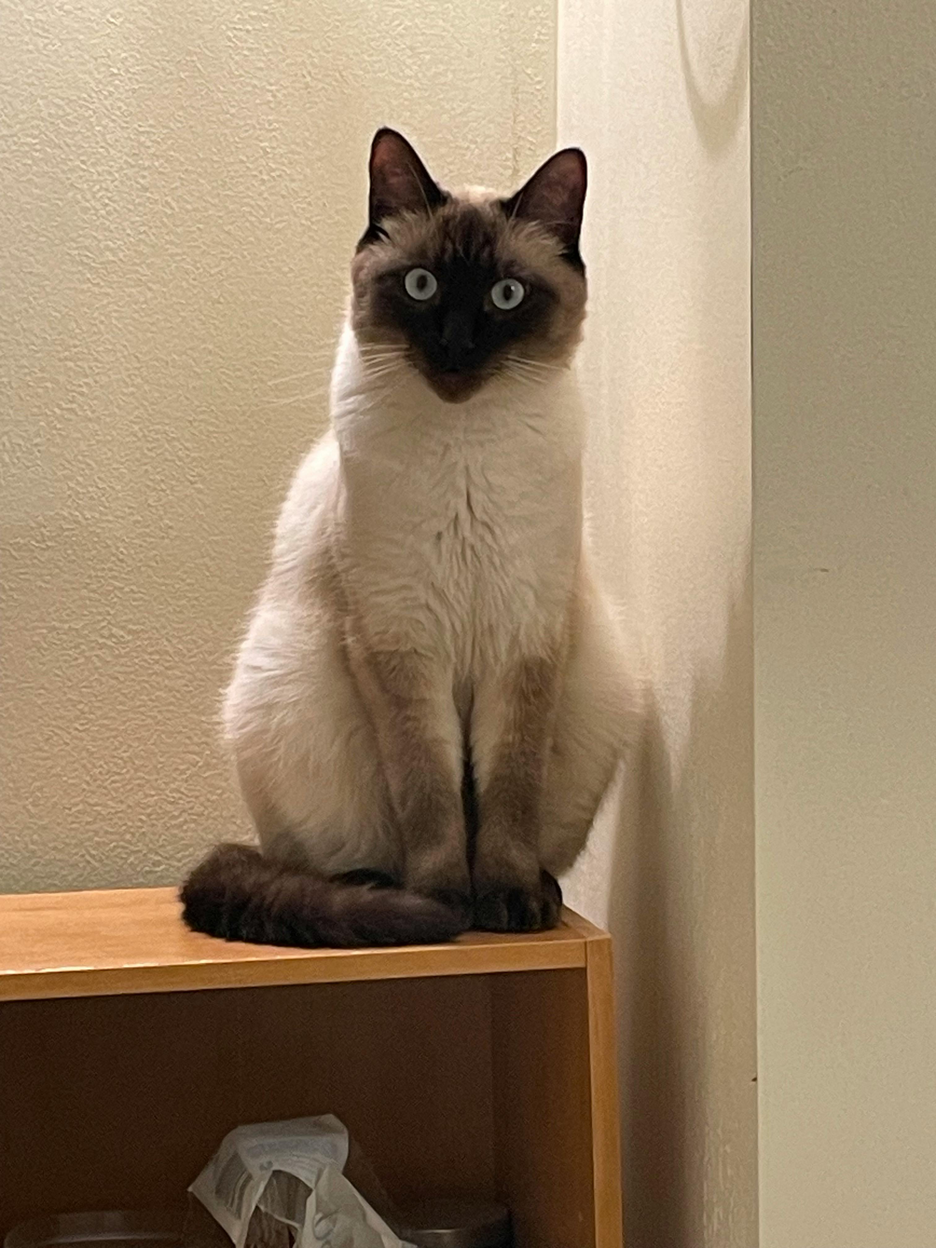 user avatar image for RusaMakut 