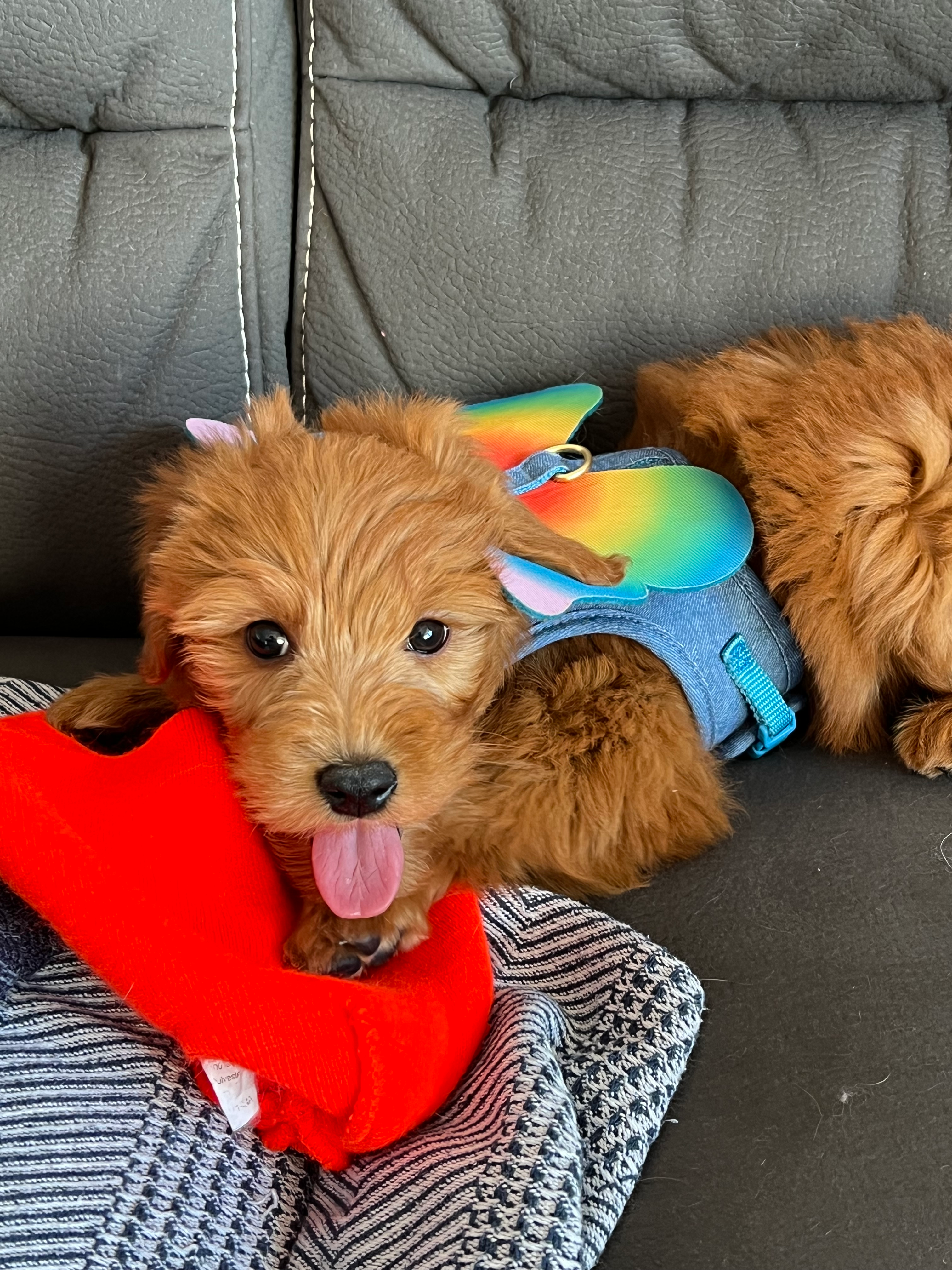 user avatar image for Nikki Dimaculangan