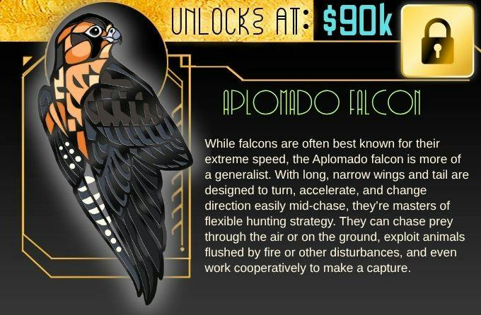 Unlocked! Aplomado Falcon