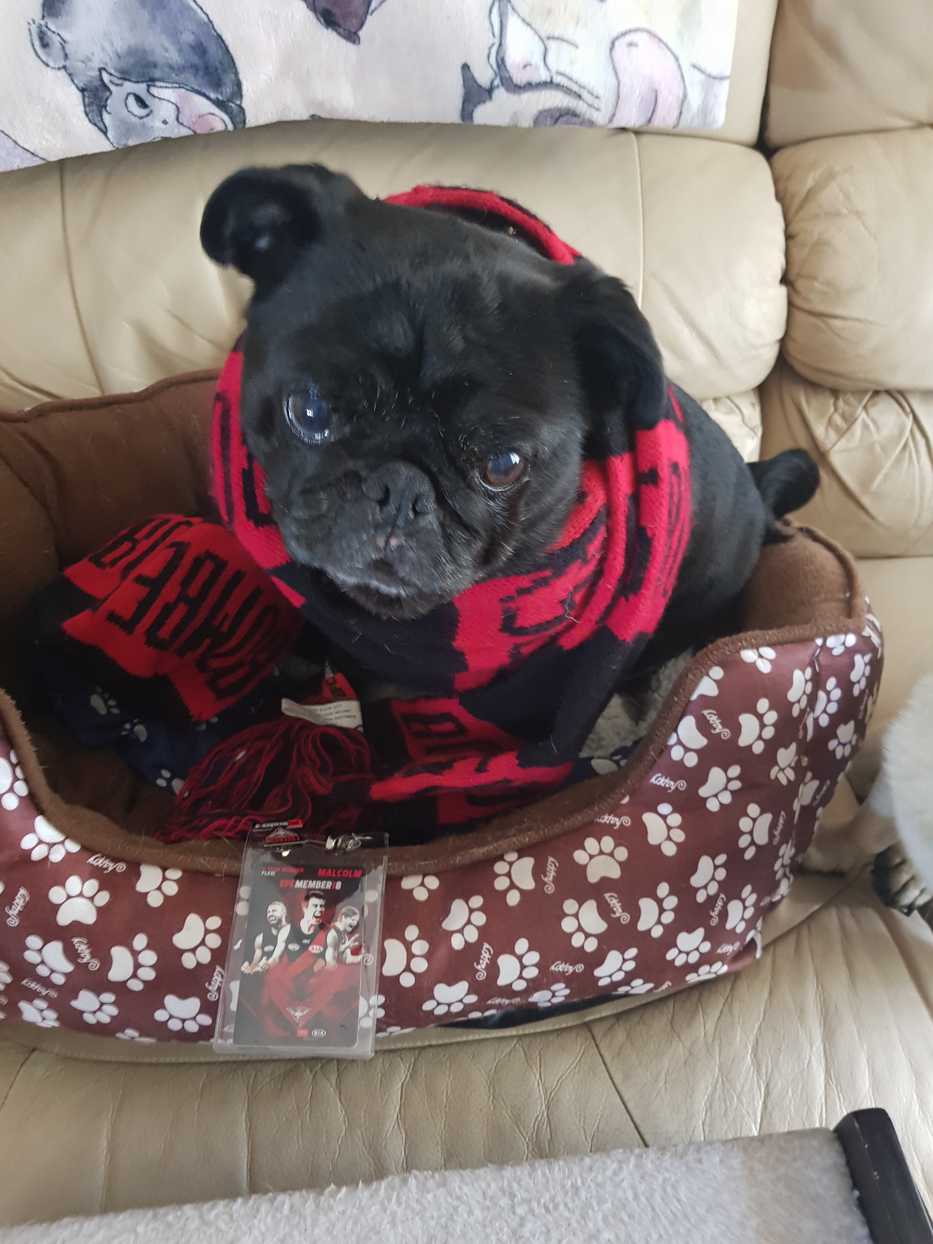 user avatar image for PugDad