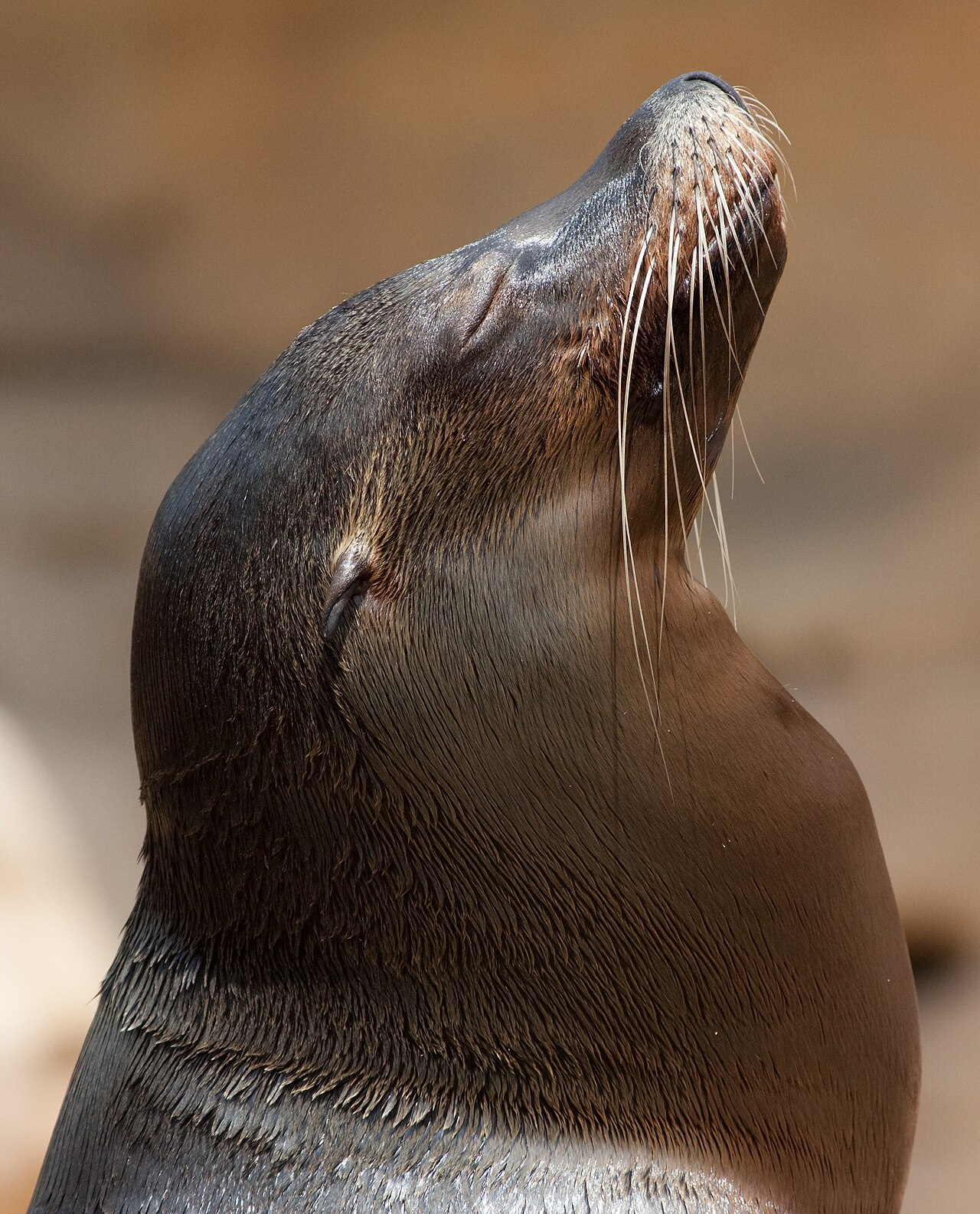 ...Sea lion?