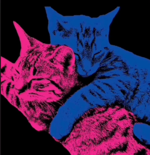 user avatar image for Bev