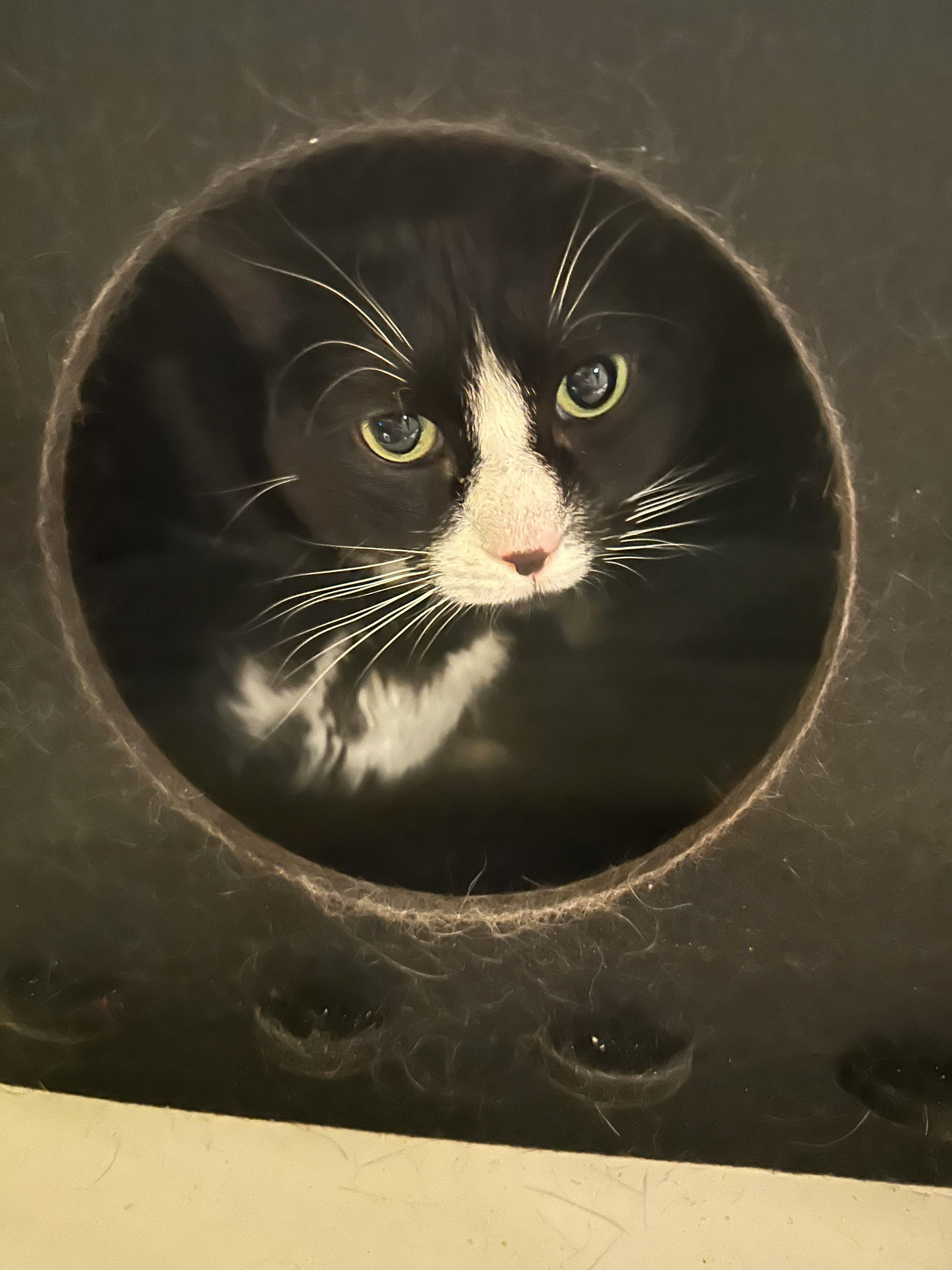 user avatar image for Resident_Stevil