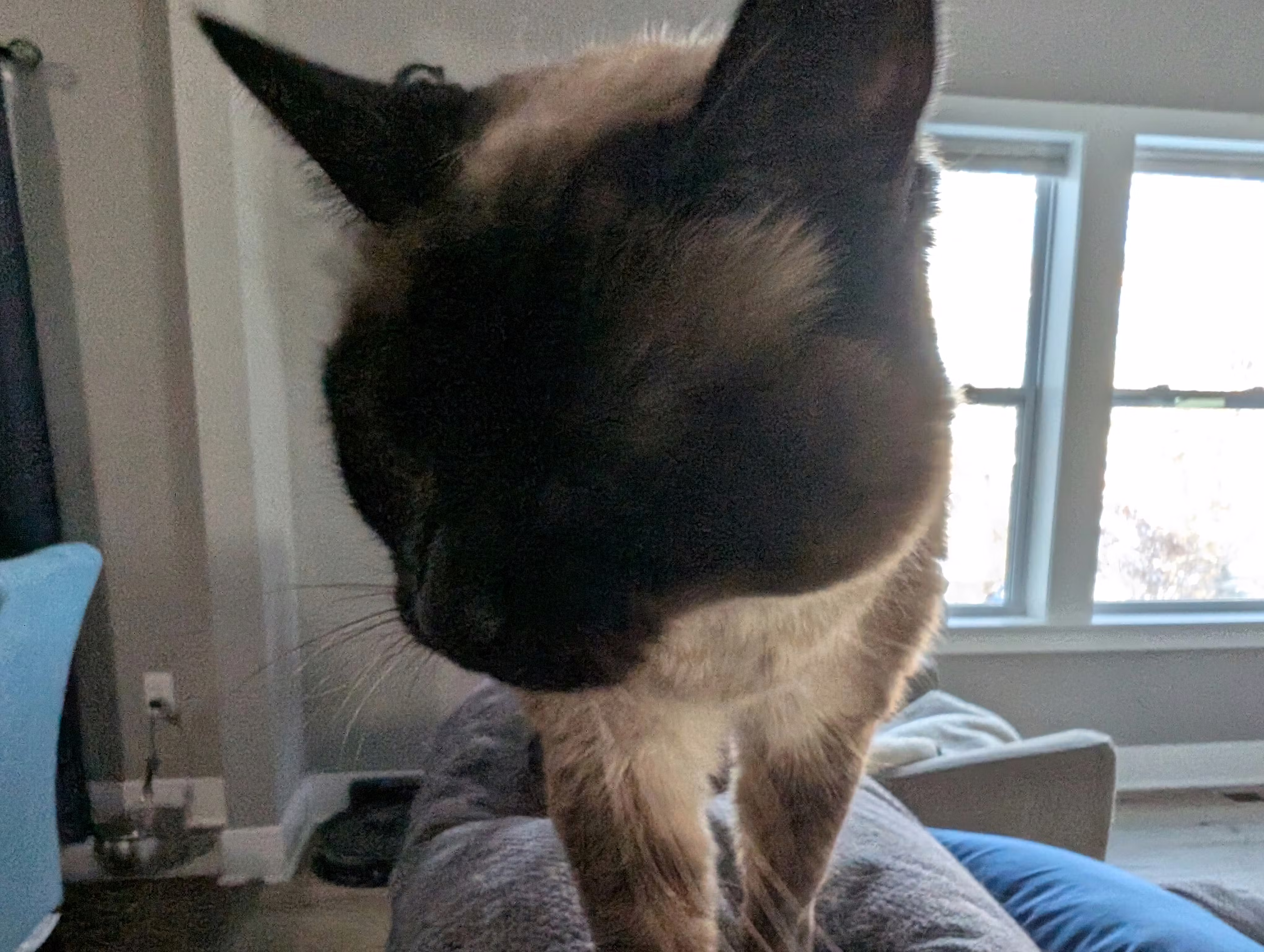 user avatar image for Carlo A Bertoia